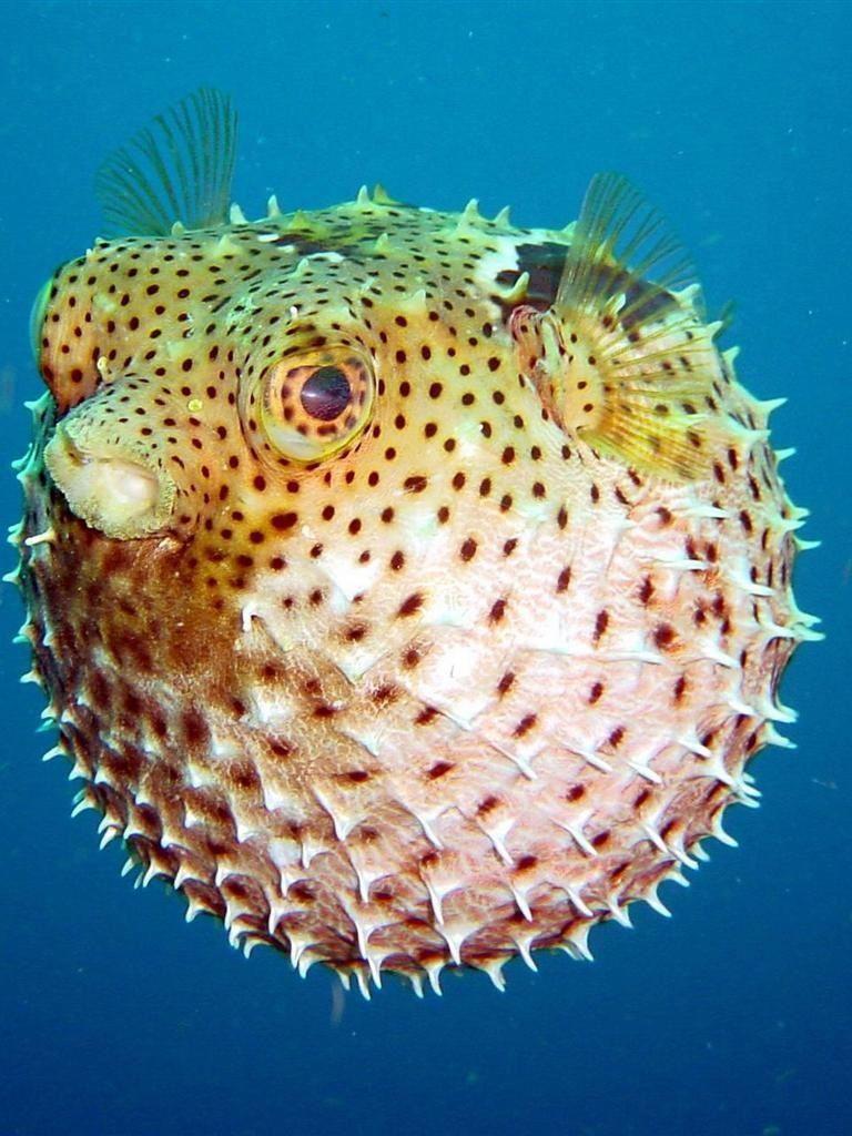 768x1024 Puffer Fish. Under the sea. Poisonous animals, Fish
