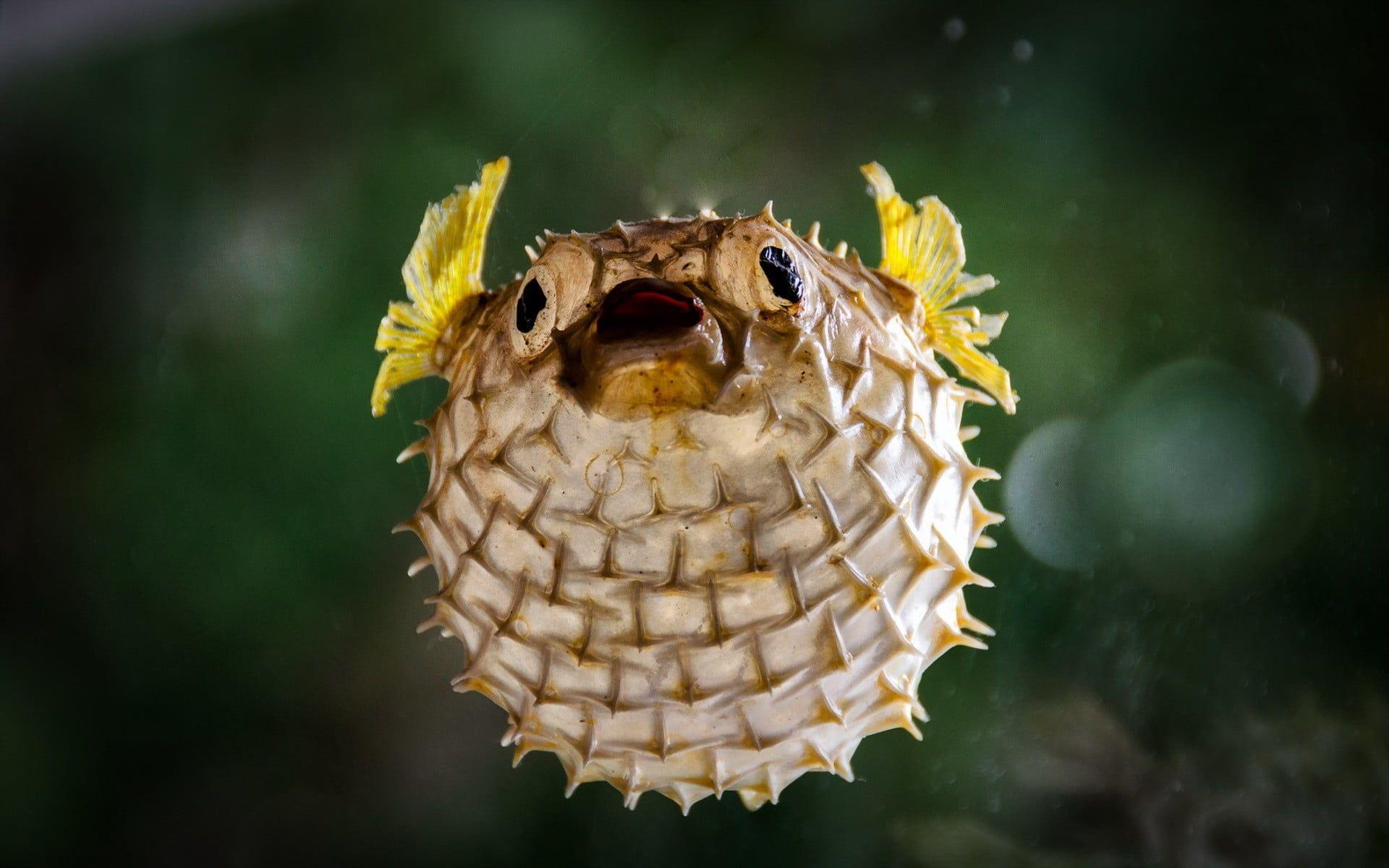 Pufferfish Wallpapers Top Free Pufferfish Backgrounds, 59% OFF