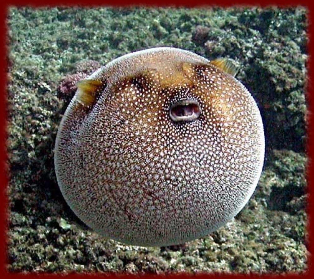 Pufferfish Wallpapers - Top Free Pufferfish Backgrounds - WallpaperAccess