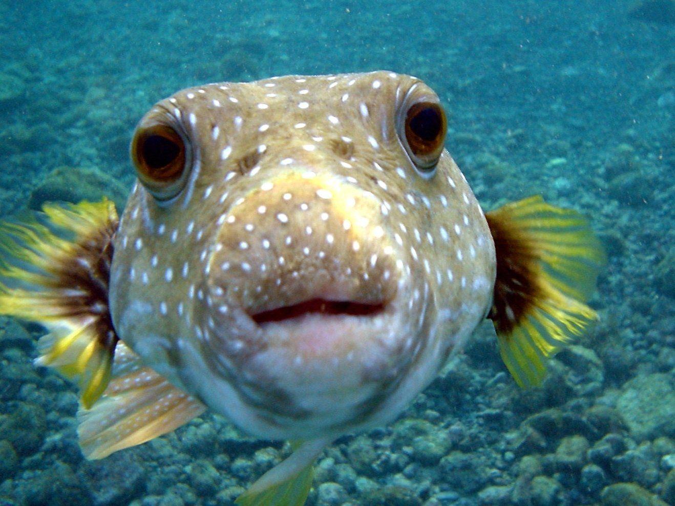 1318x988 Pufferfish Wallpaper and Background Imagex988