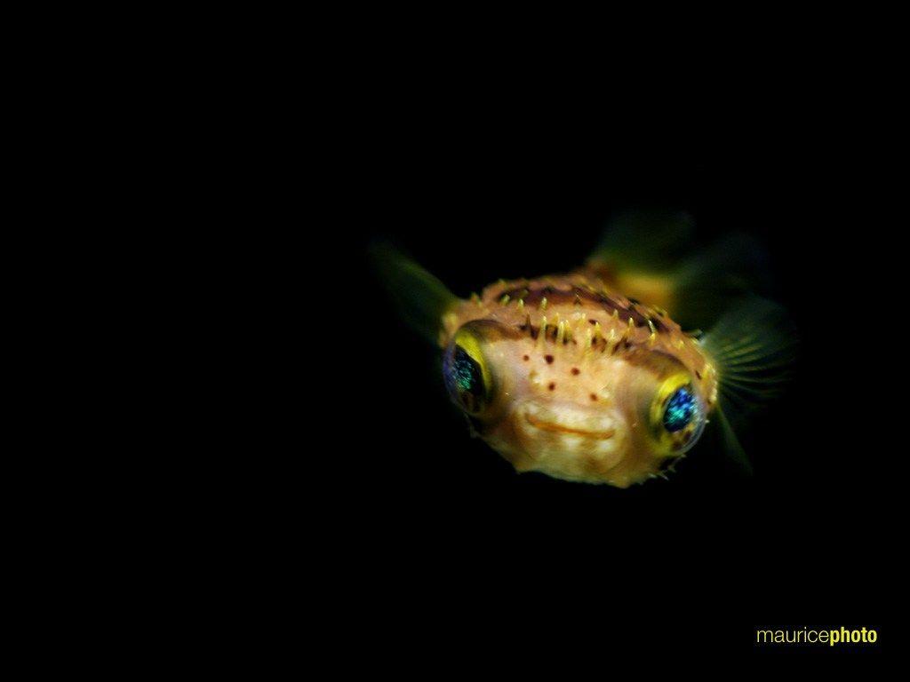 Pufferfish Wallpapers - Top Free Pufferfish Backgrounds - WallpaperAccess