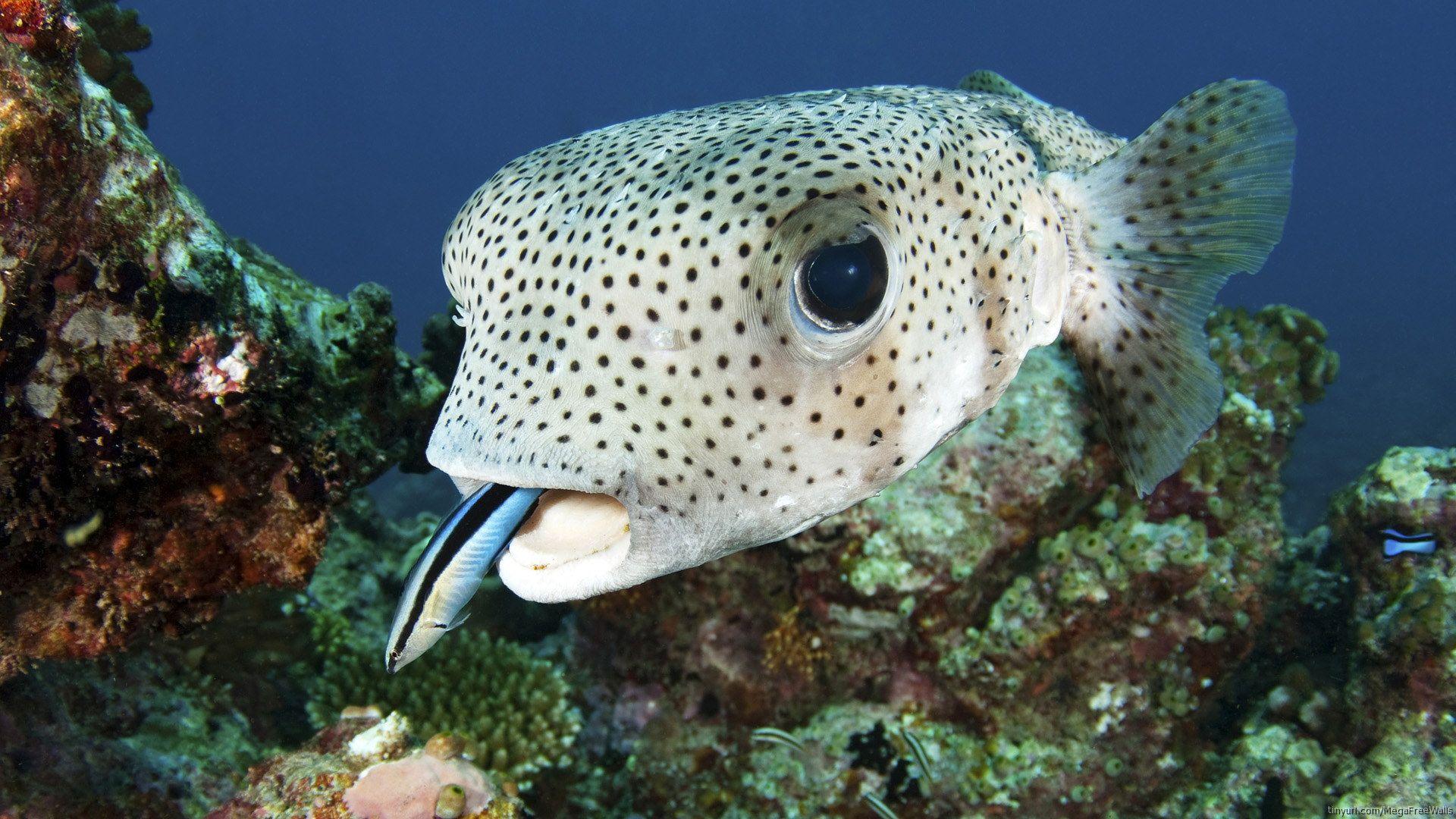 Pufferfish Wallpapers - Top Free Pufferfish Backgrounds - WallpaperAccess