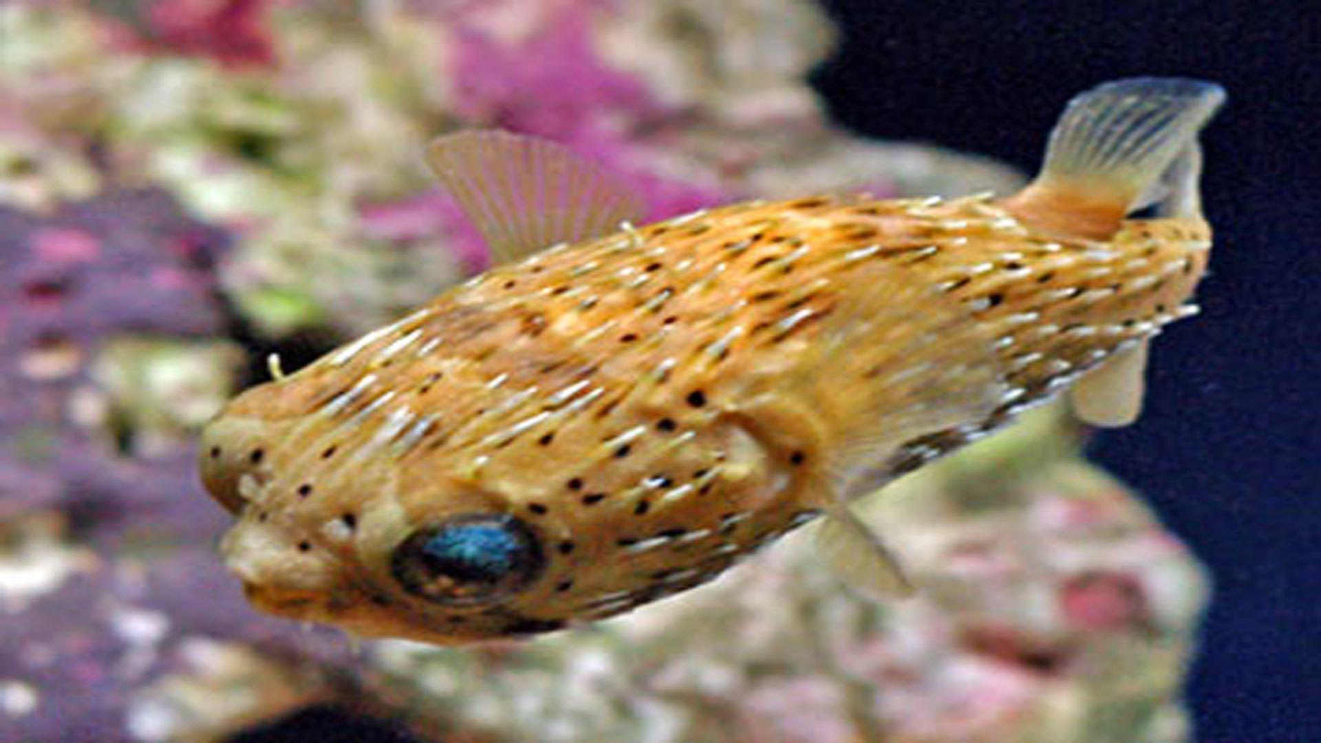 1920x1080 Puffer Fish Fish Species. Fish