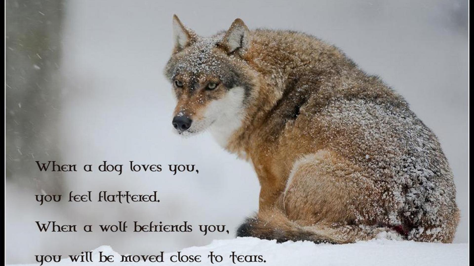 1920x1080 Wolf Wallpaper HD