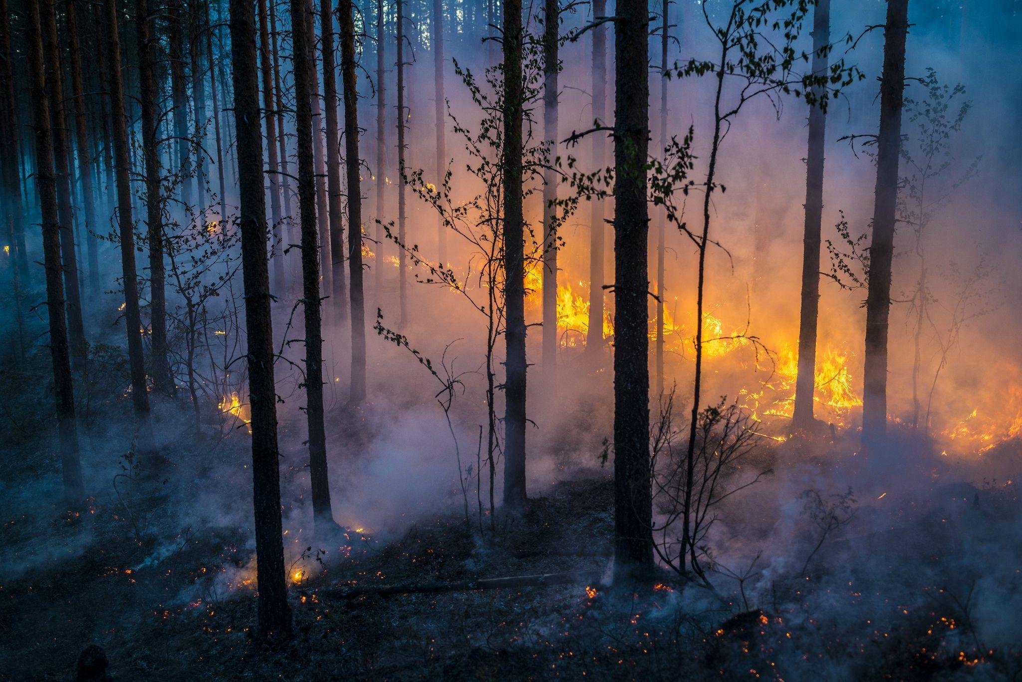 2048x1367 Forest Fire HD Wallpaper