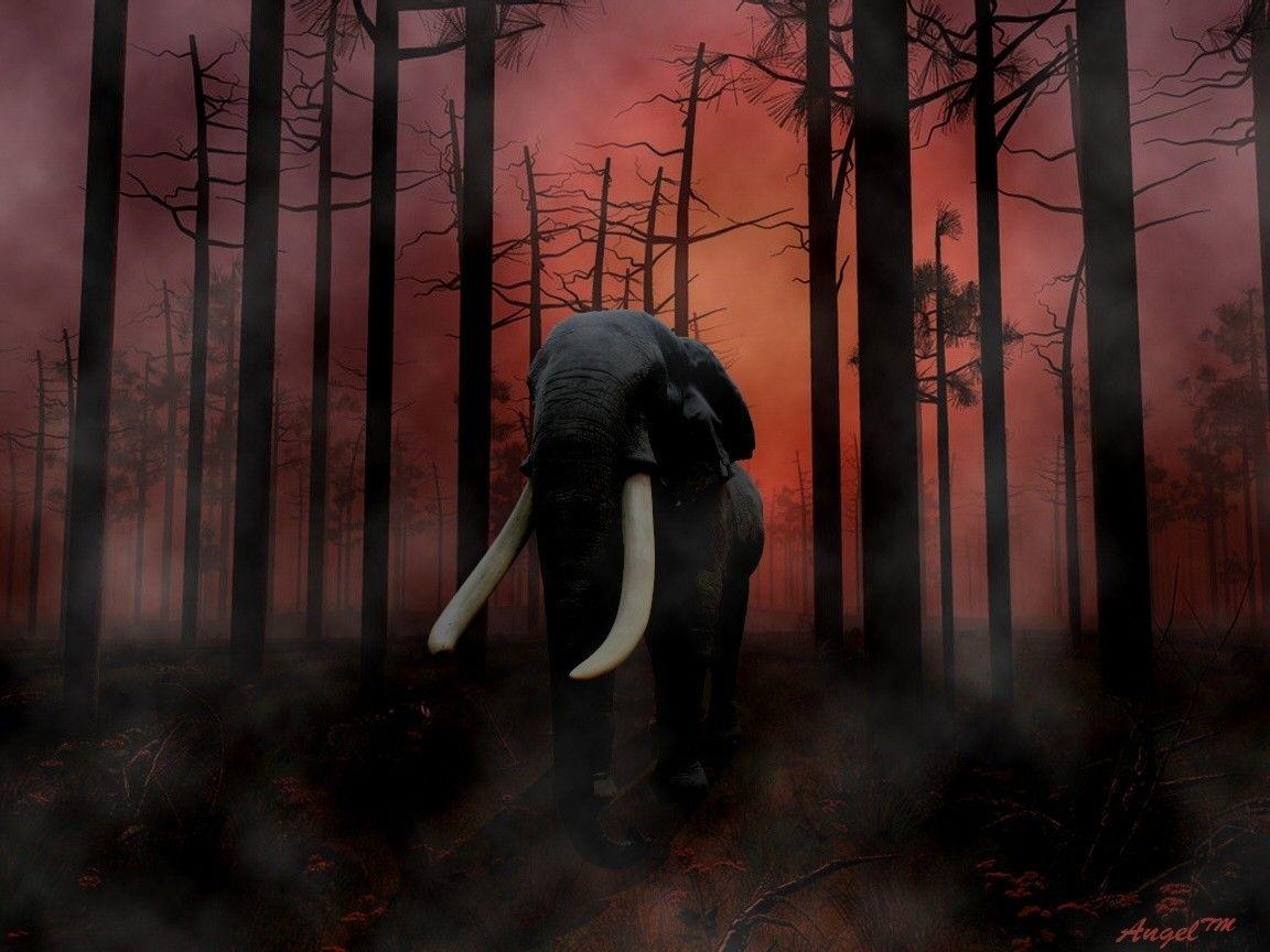 1152x864 Forest Animals Elephants Wallpaper In Forest