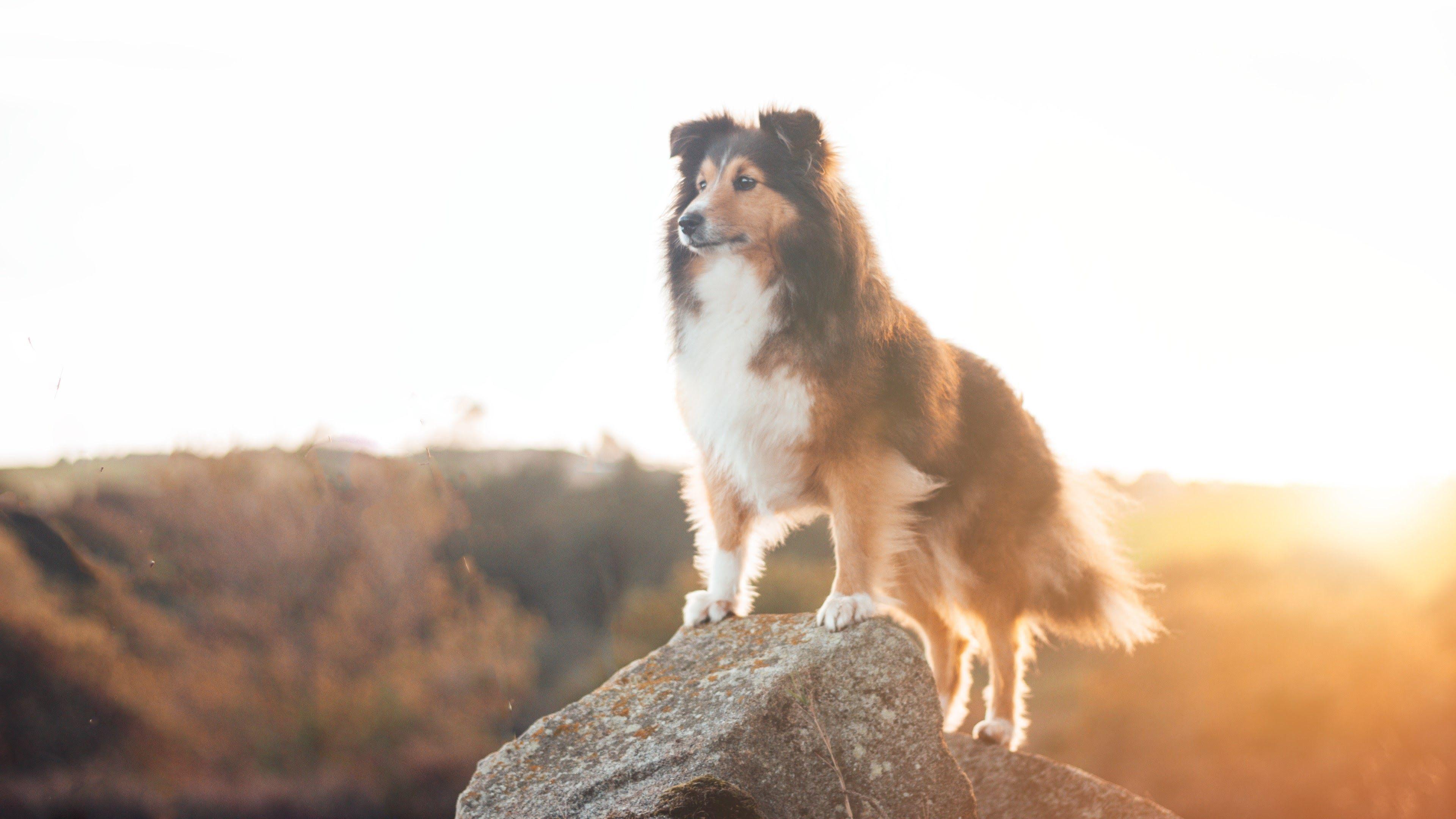 3840x2160 Download 3840x2160 Rough Collie, Standing, Cute, Dogs