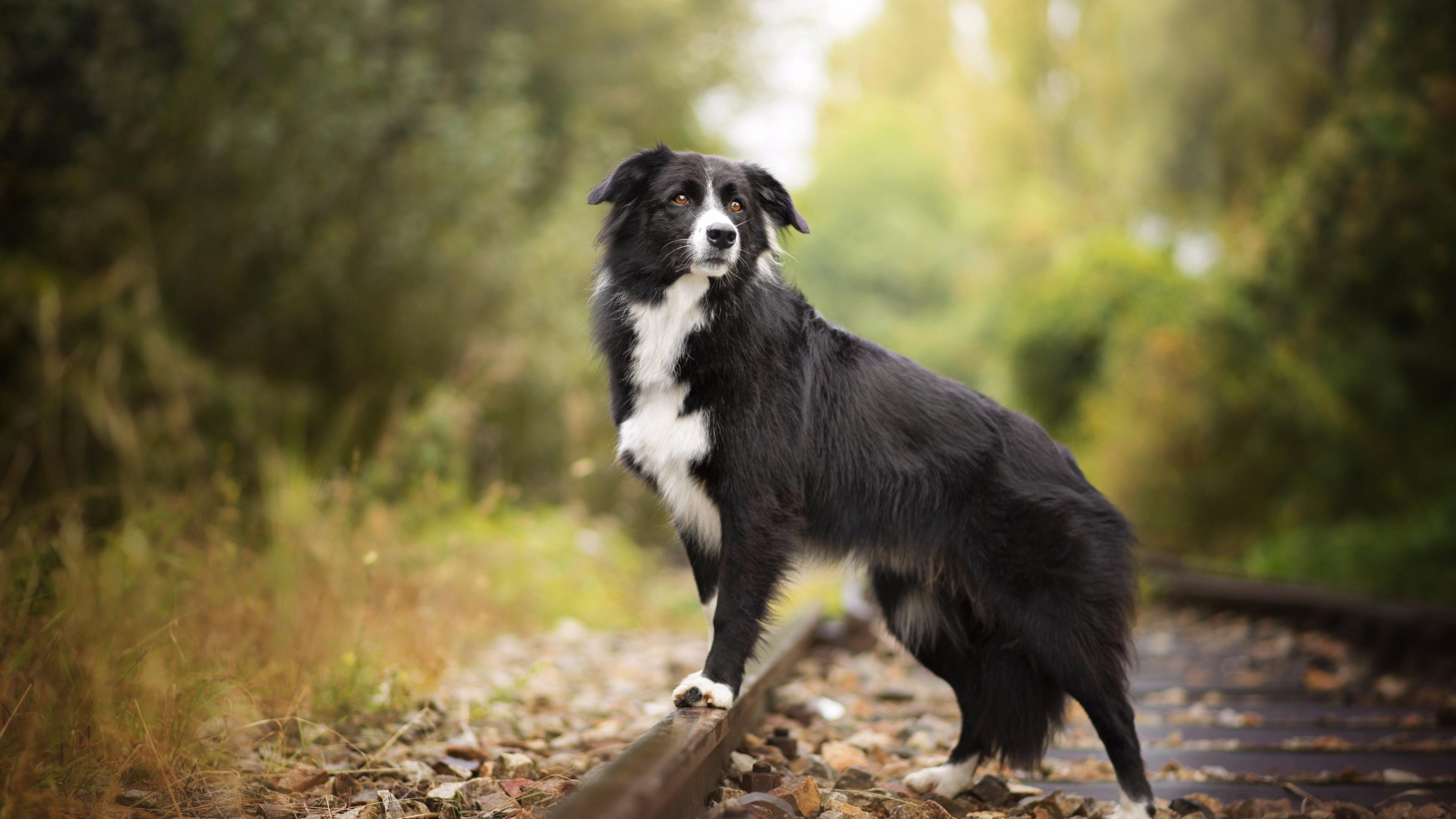 88+ Desktop Border Collie Wallpaper - l2sanpiero