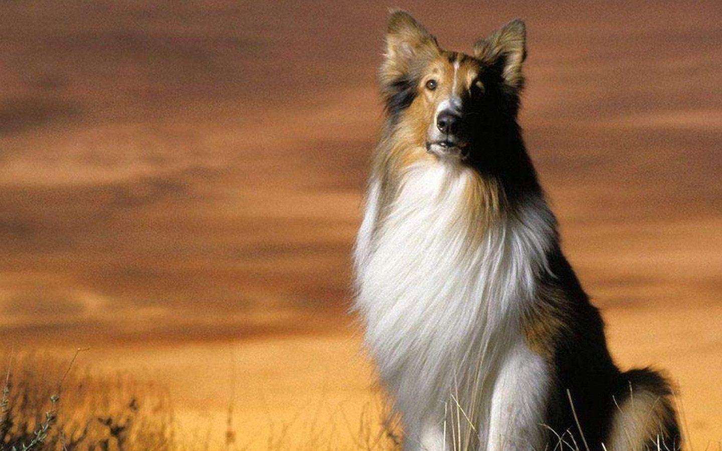 1440x900 Rough Collie Wallpaper 22 X 900