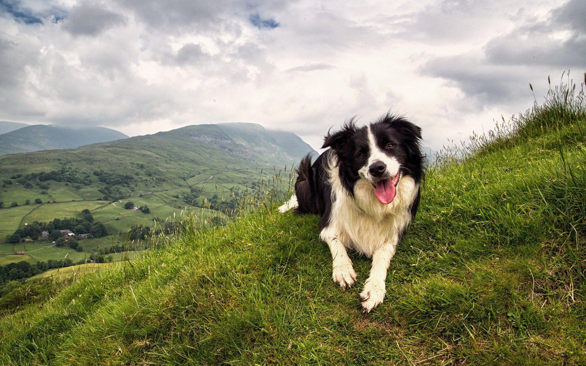 Border Collie Wallpapers Top Free Border Collie Backgrounds Wallpaperaccess