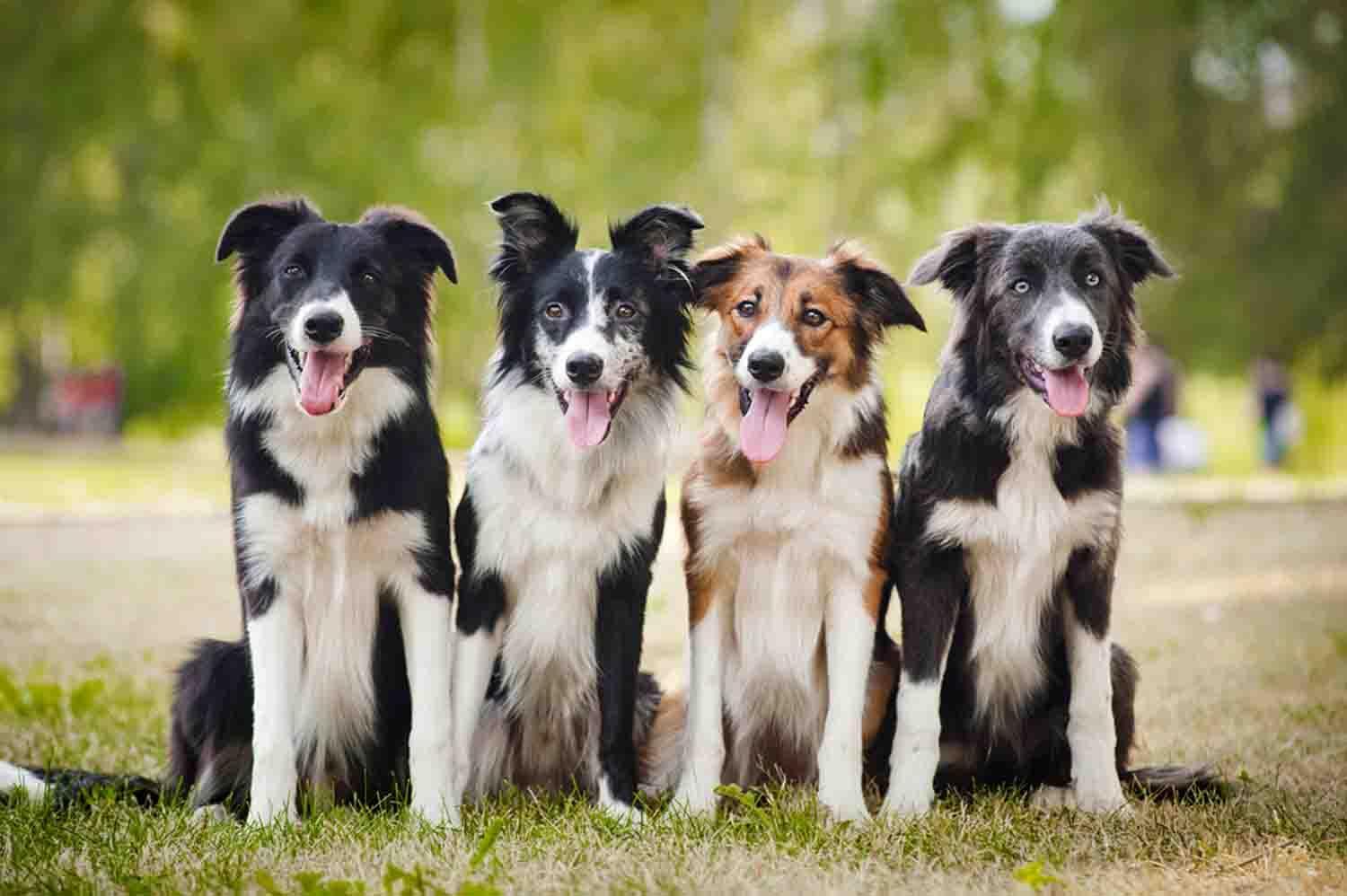 1500x998 Border Collie Wallpaper for Android