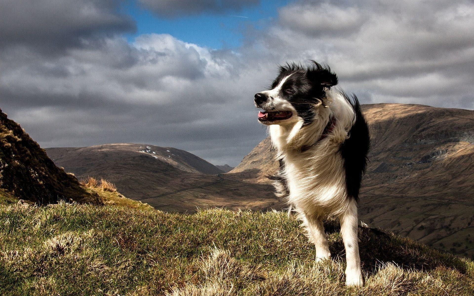 1920x1200 Border Collie Wallpaper
