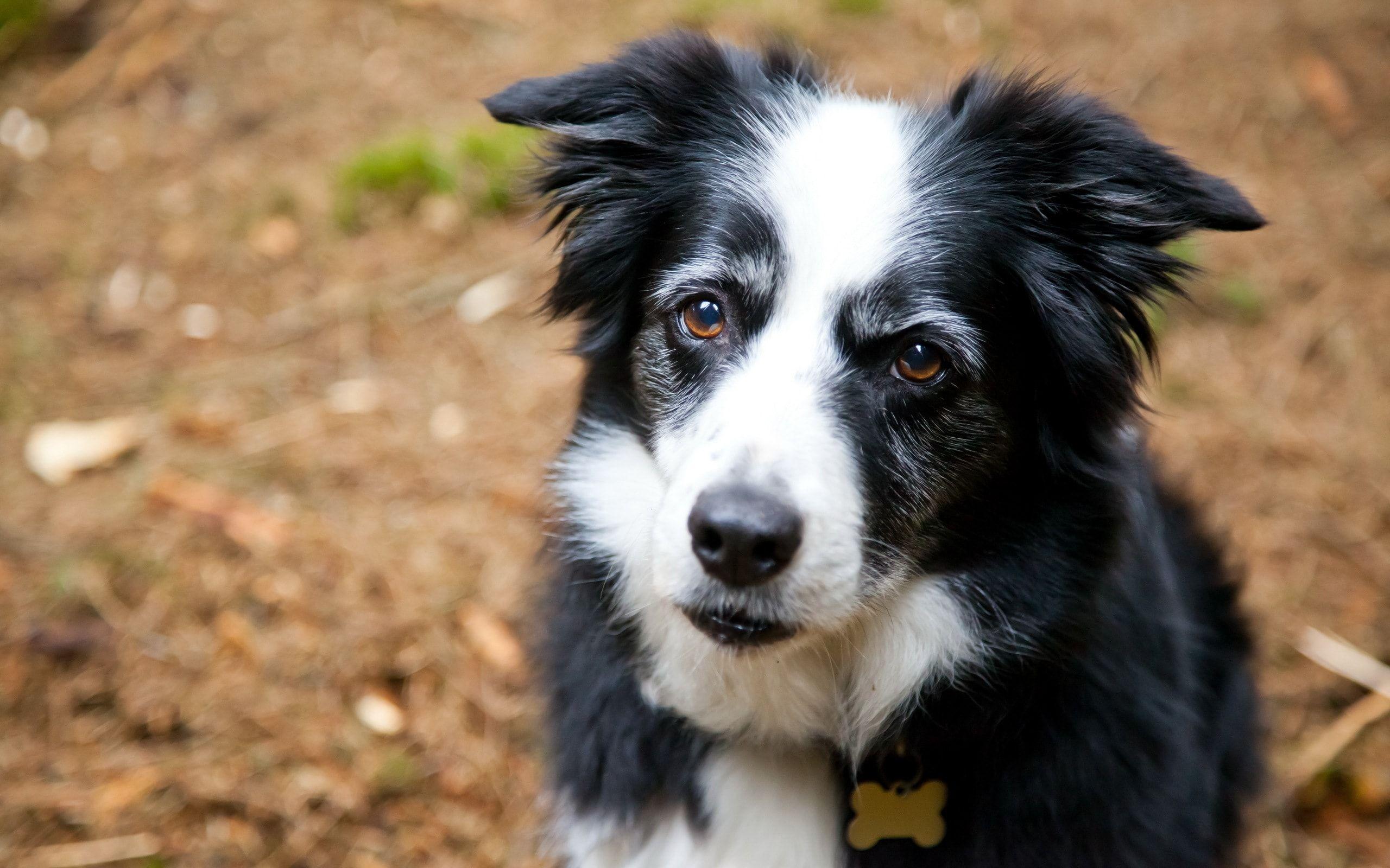 2560x1600 Border Collie Wallpaper Download NXOI