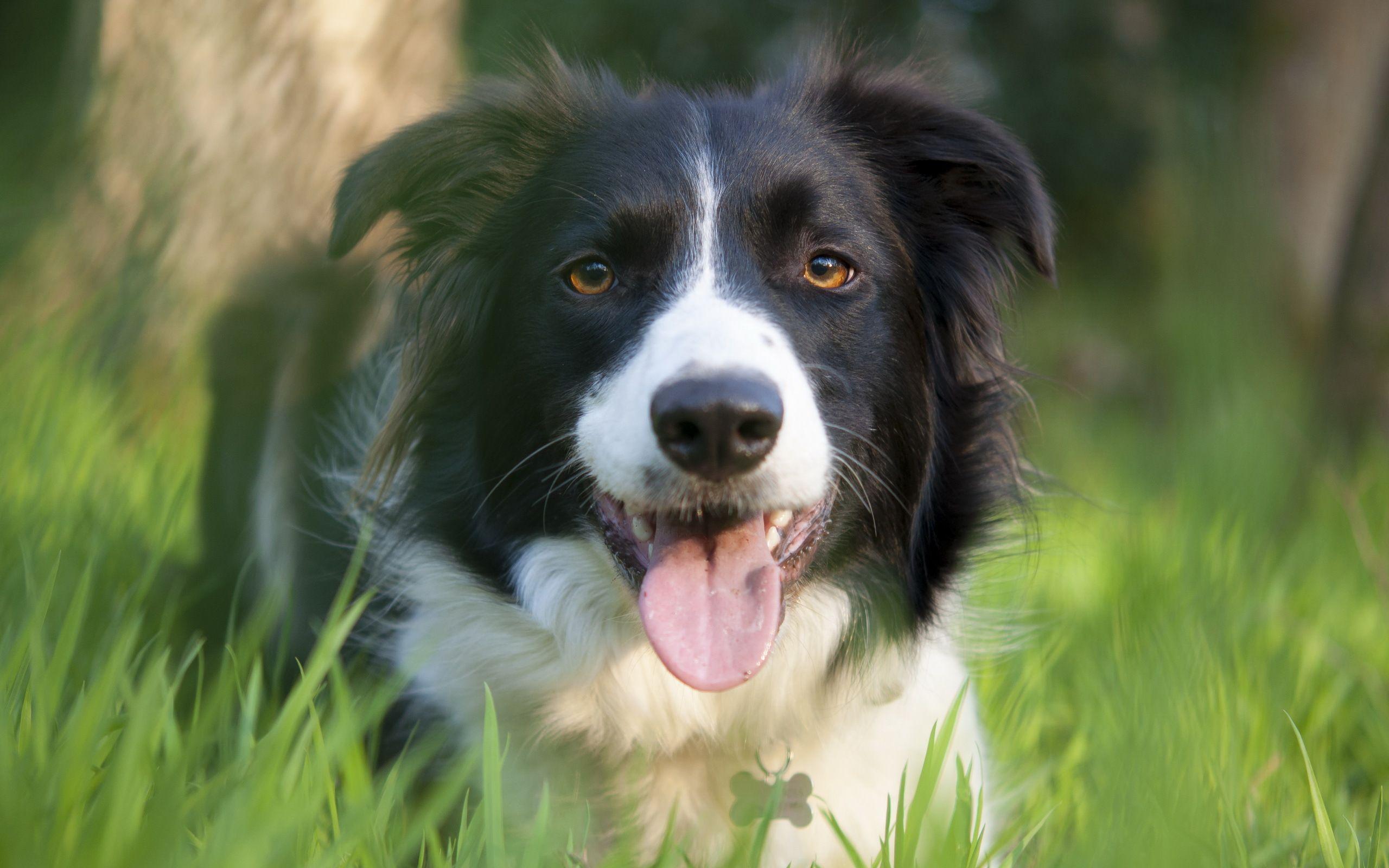 2560x1600 Border Collie HD Wallpaper