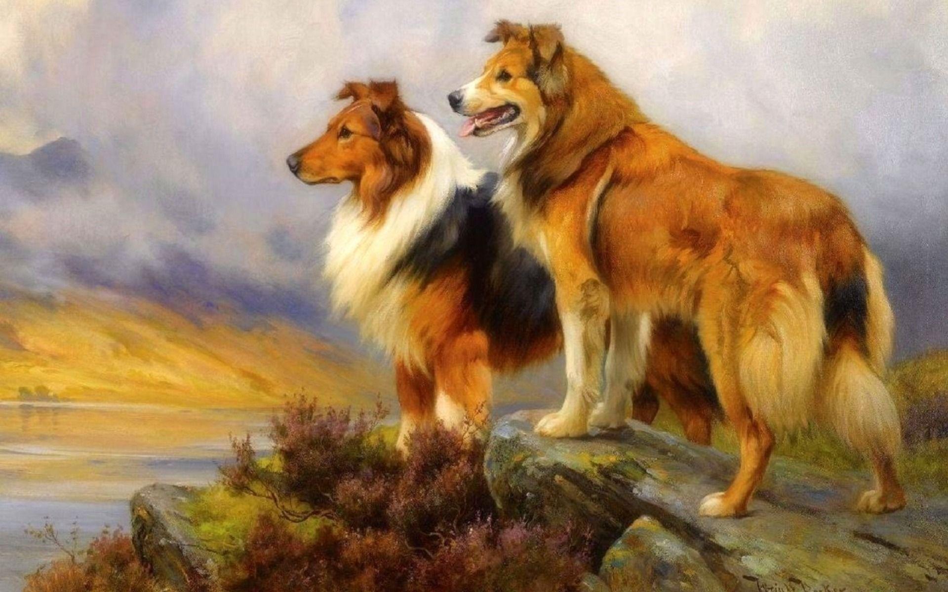 1920x1200 Pretty Collie Dogs Lookout wallpaper. Pretty Collie Dogs
