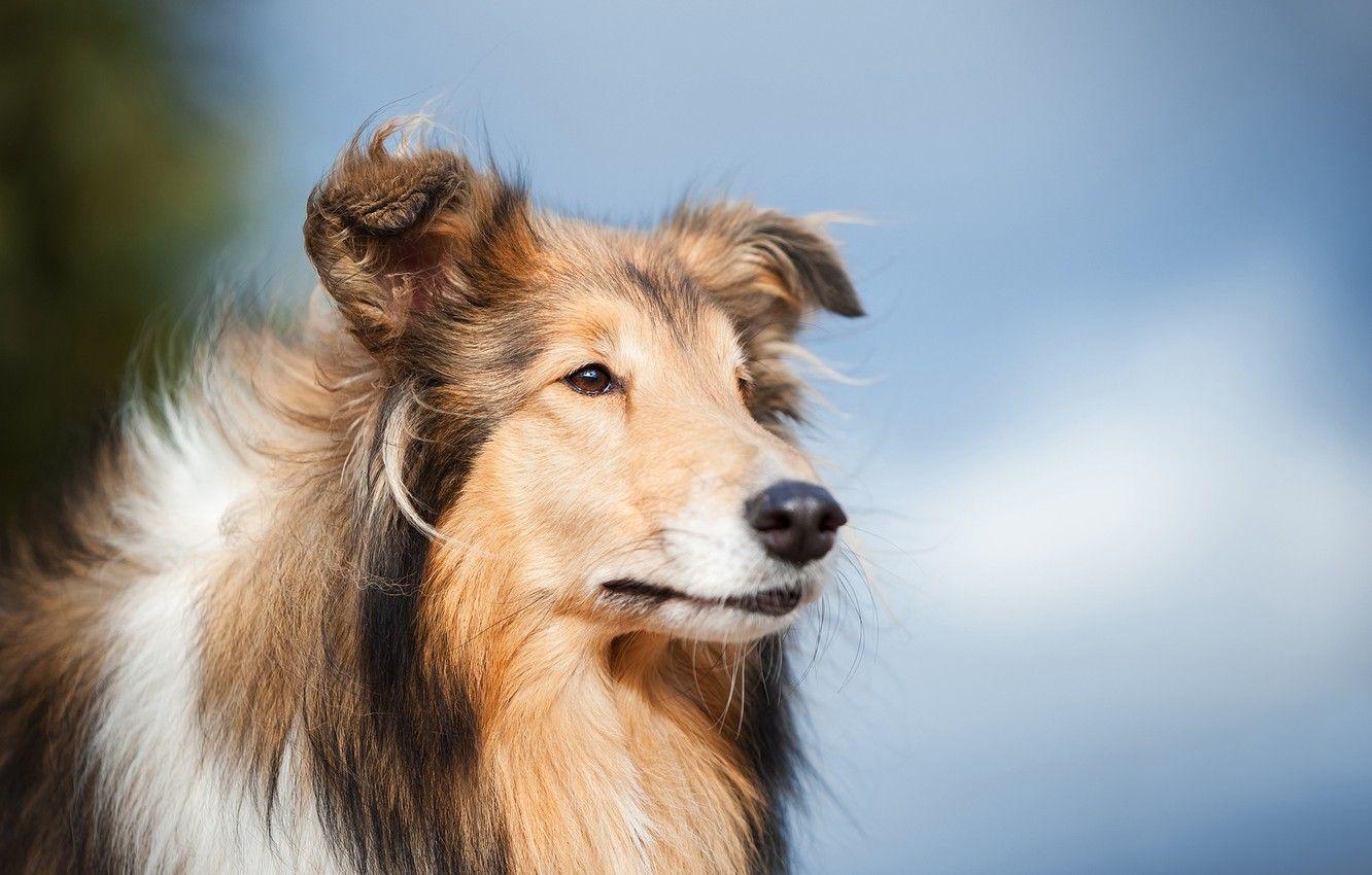 1332x850 Wallpaper look, face, background, portrait, dog, Rough