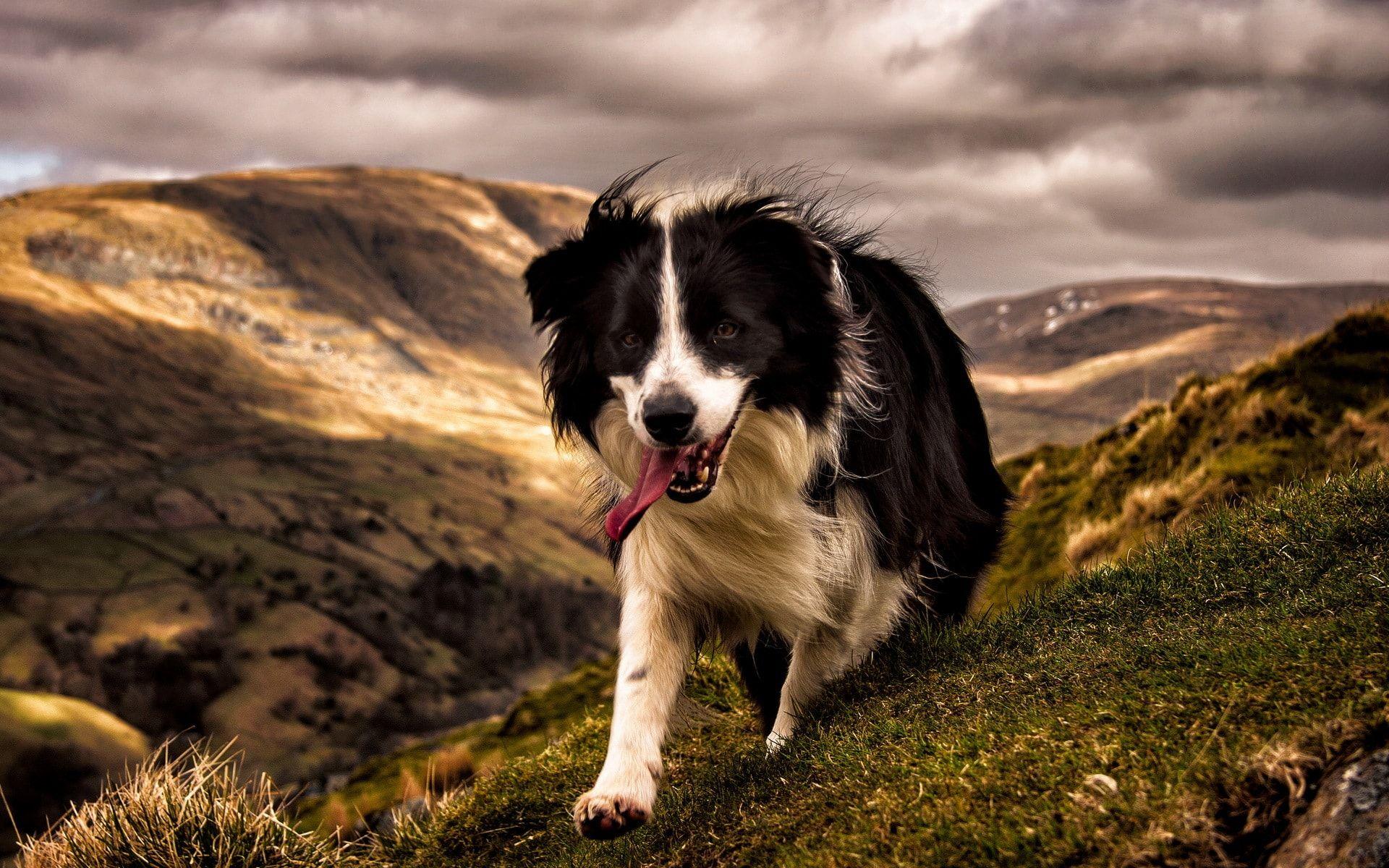 1920x1200 Border Collie Wallpaper Widescreen #WIC612J