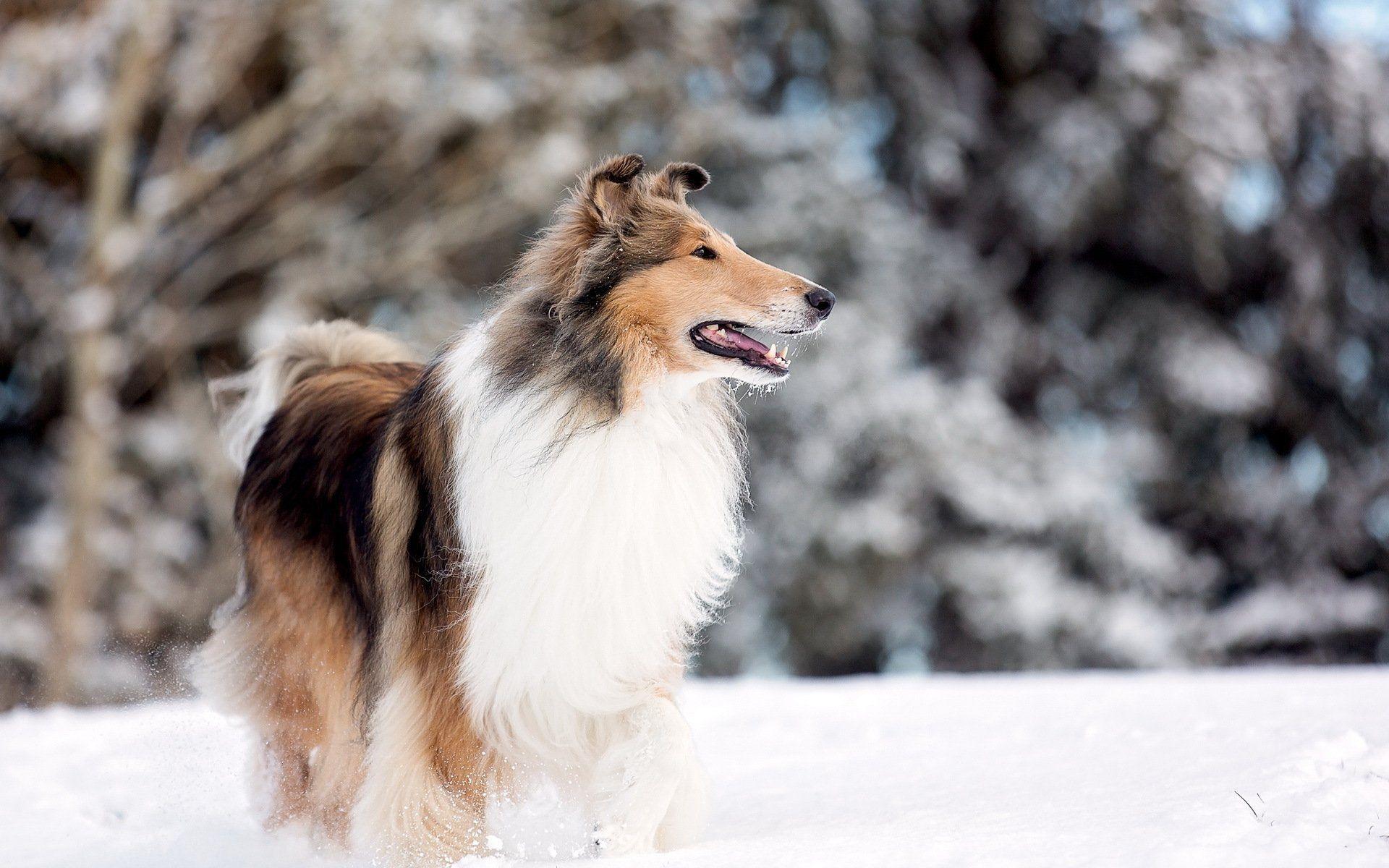 1920x1200 Rough Collie Wallpaper 8 X 1200