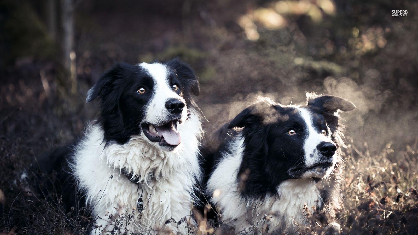 1600x900 Border Collies
