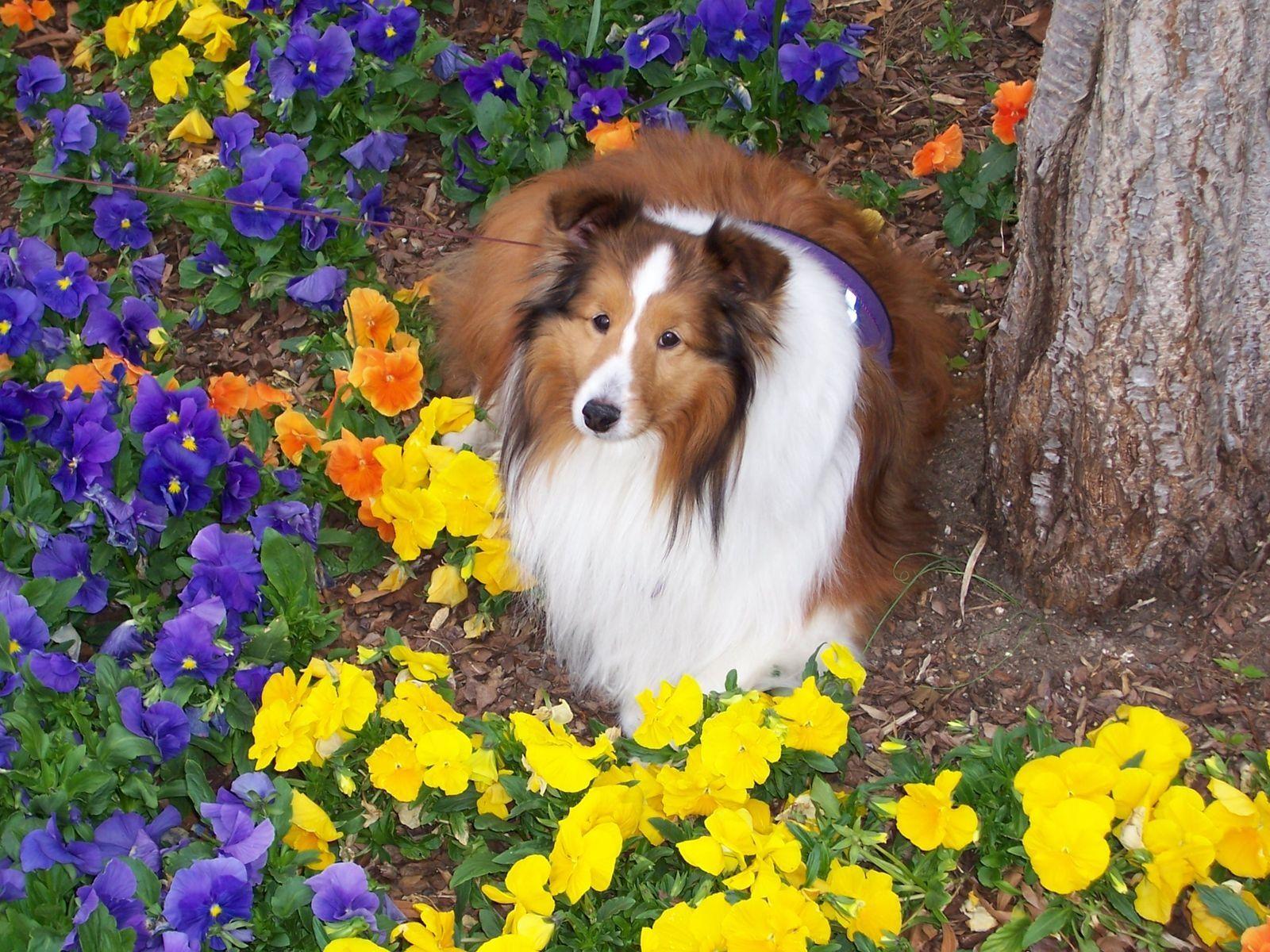 1600x1200 Wallpaper Collie dog Animals