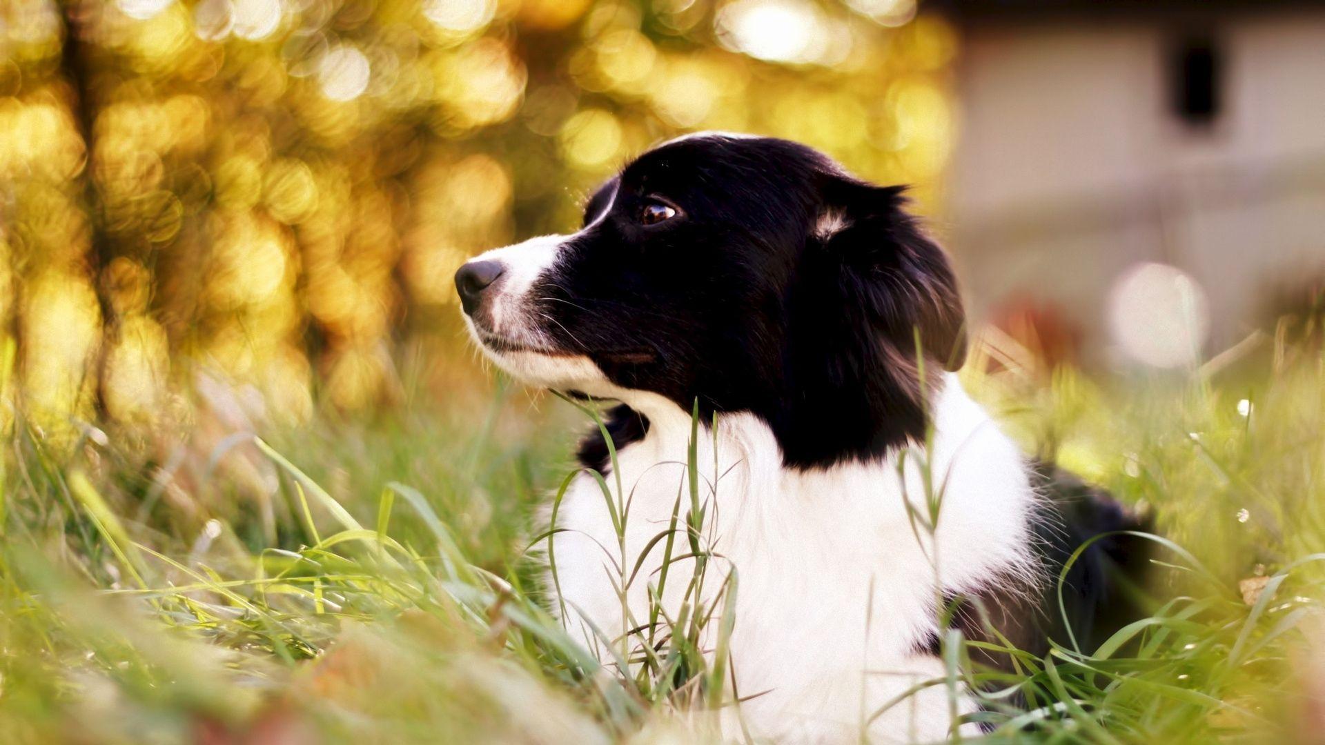 1920x1080 Full HD 1080p Border collie Wallpaper HD, Desktop