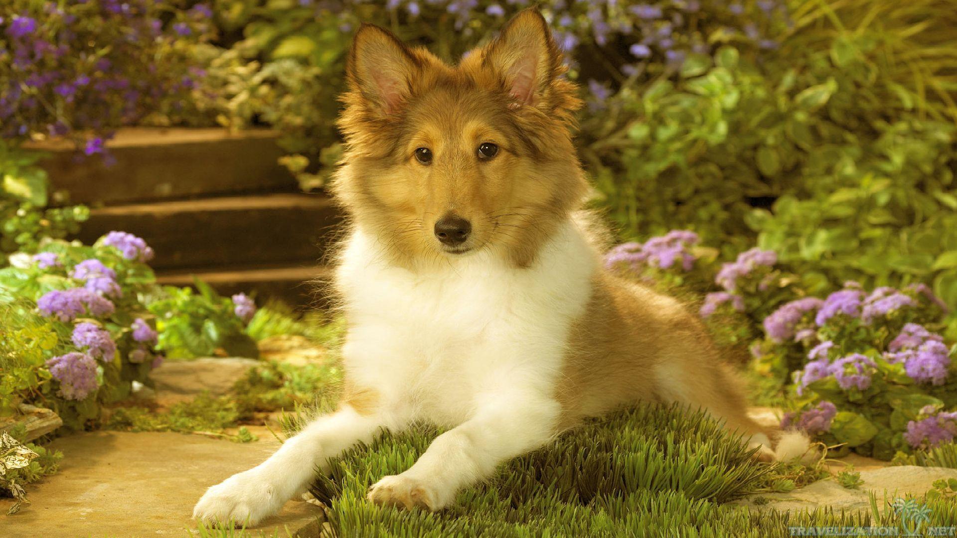 1920x1080 Free download collie puppy dog wallpaper 1920x1080jpg