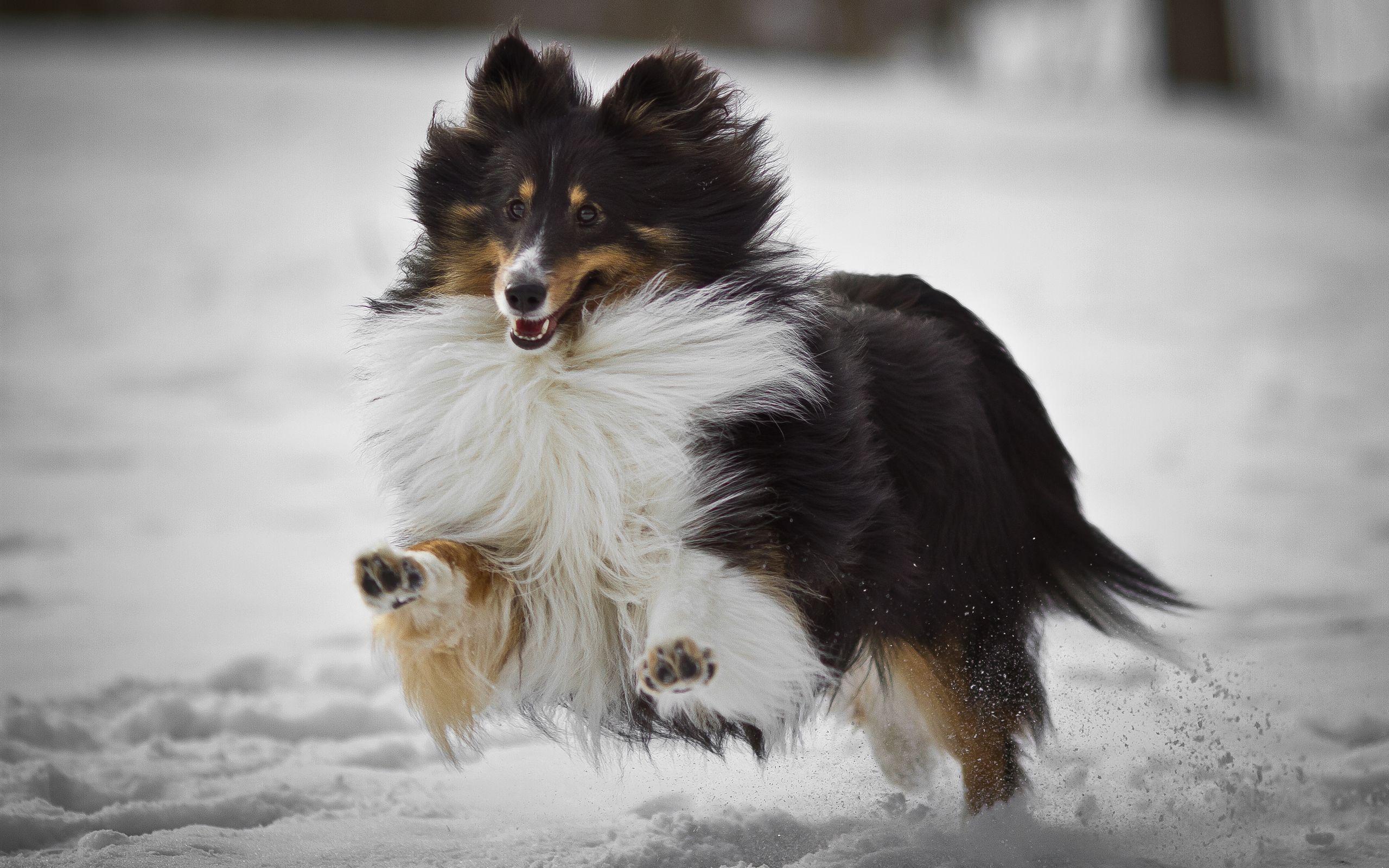 2560x1600 Rough Collie HD Wallpaper