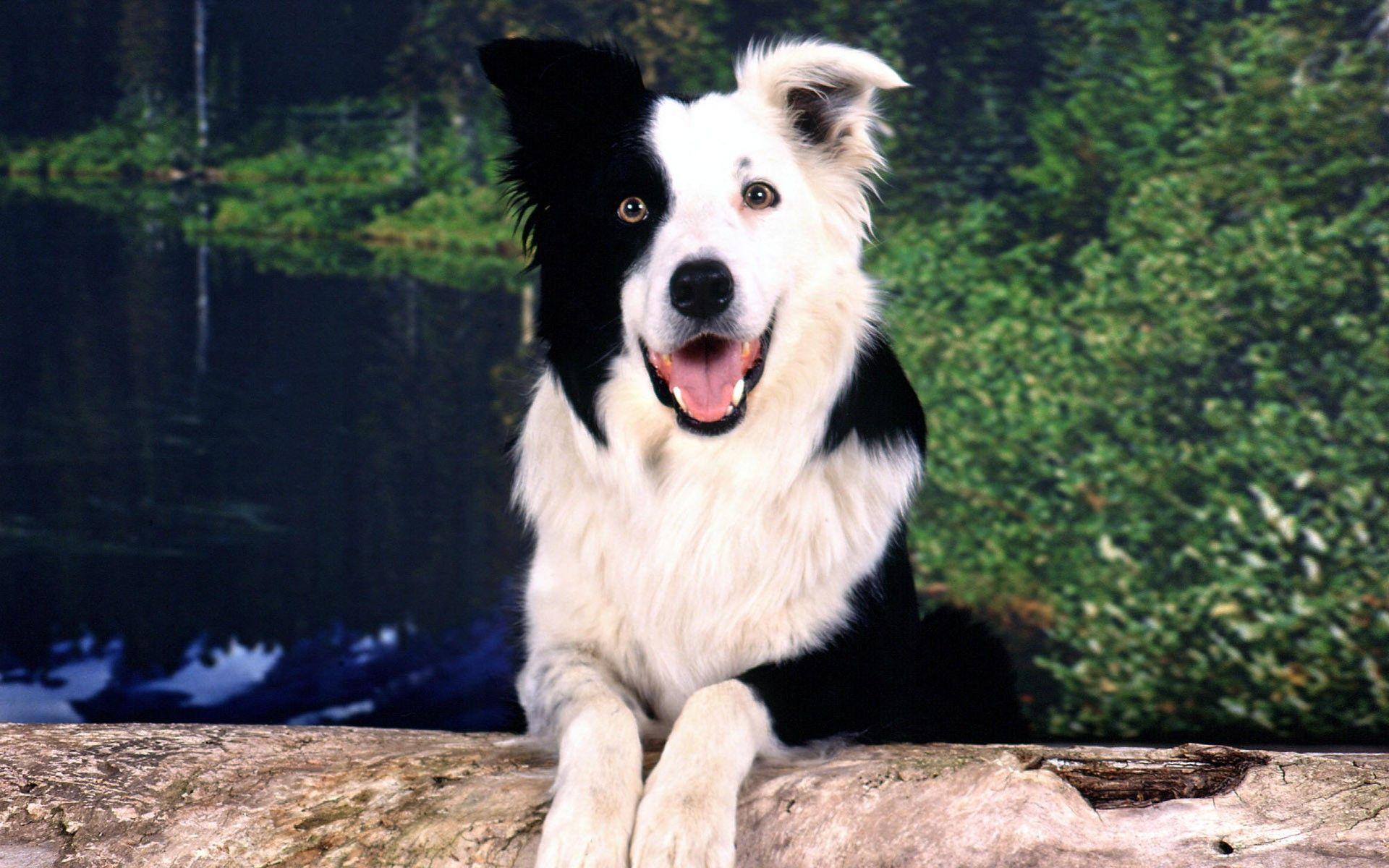 1920x1200 Free download Border Collie Wallpaper Custom HD 37 Border
