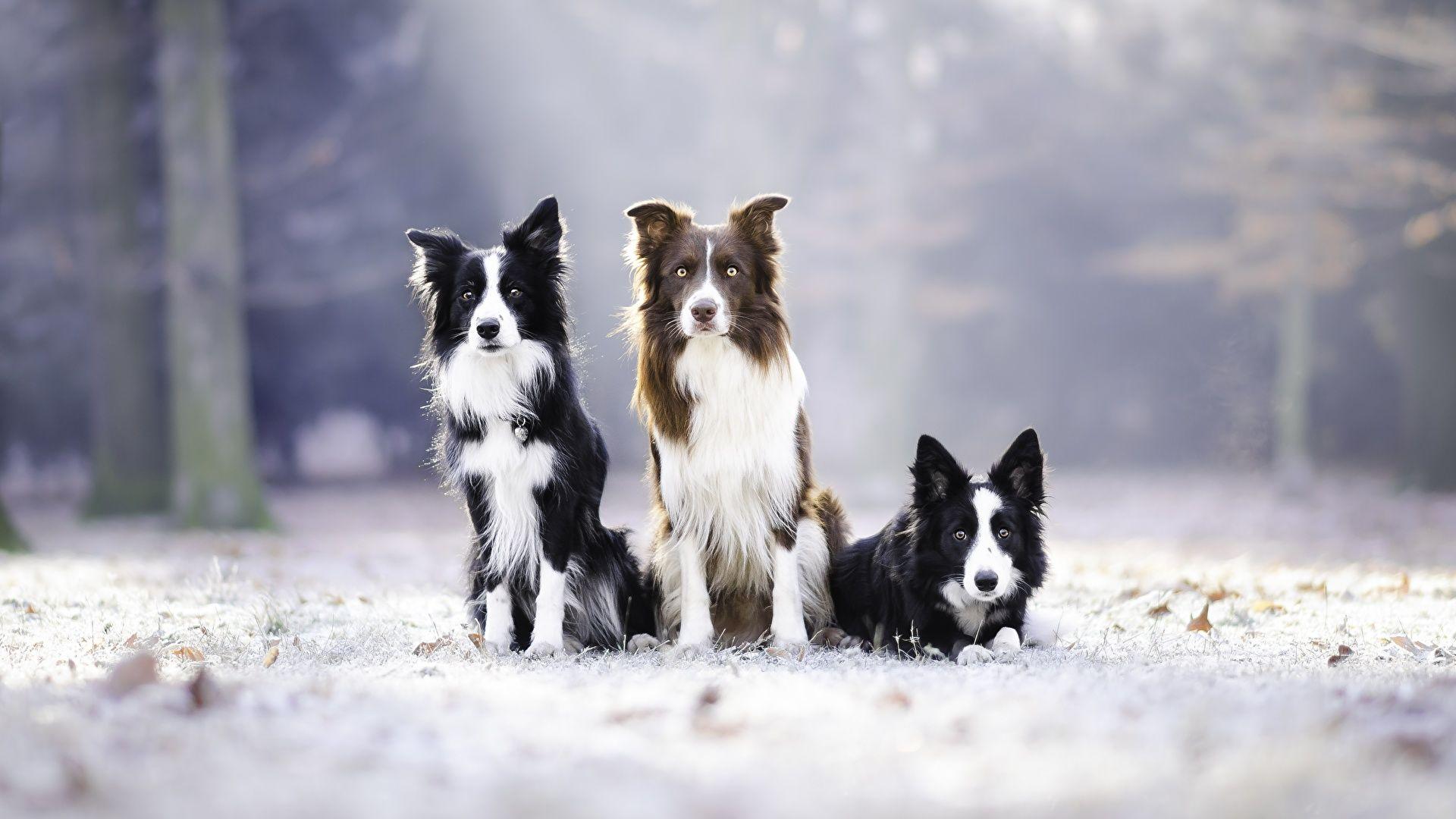 1920x1080 Picture Border Collie dog Three 3 Animals 1920x1080