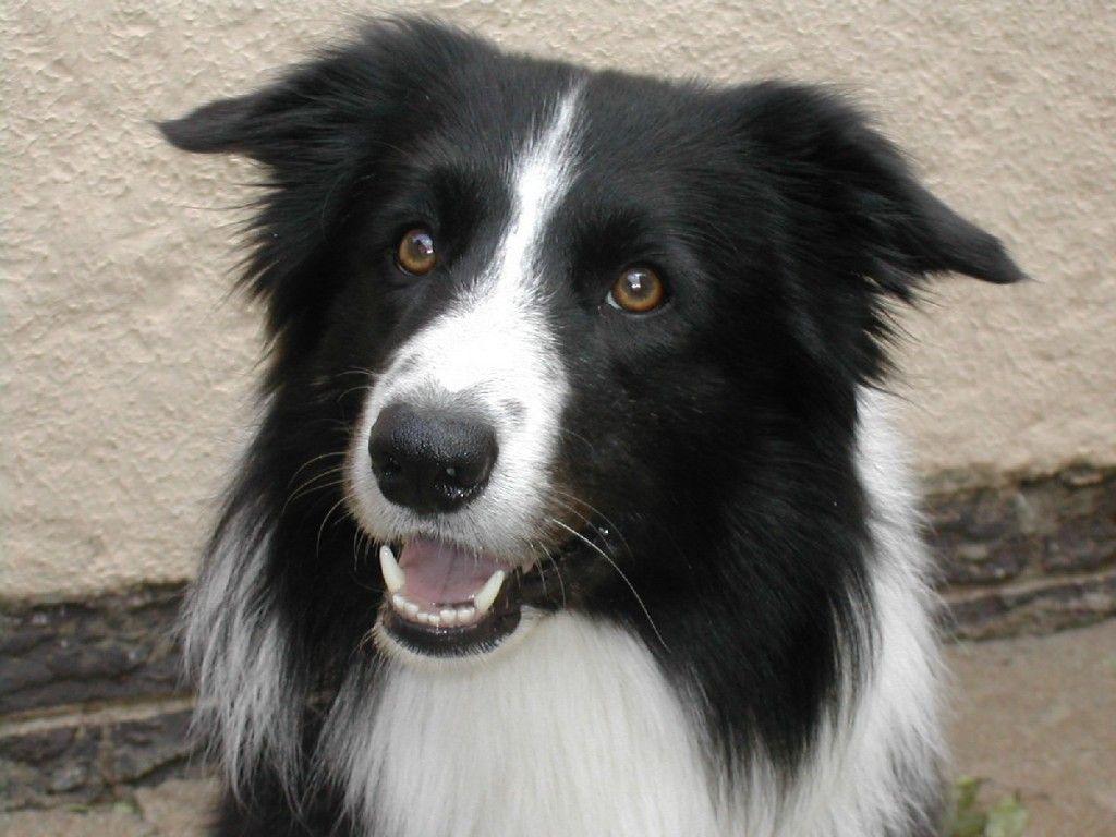 1024x768 Border Collie Wallpaper High Quality