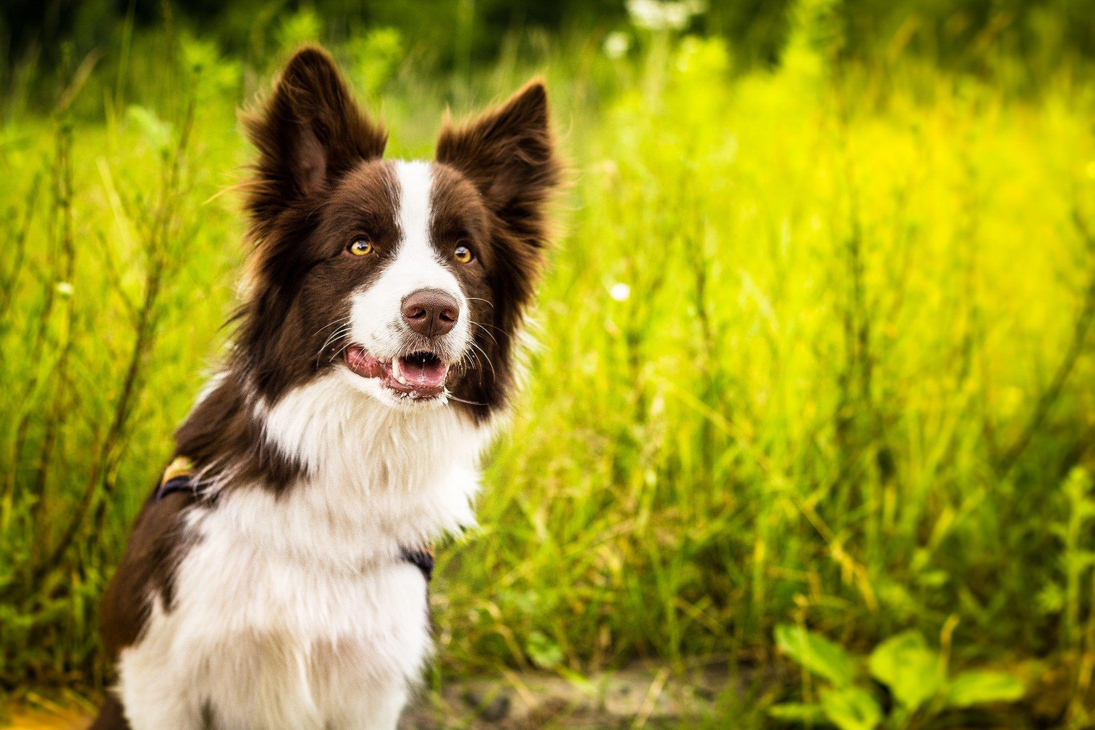2184x1456 Border Collie HD