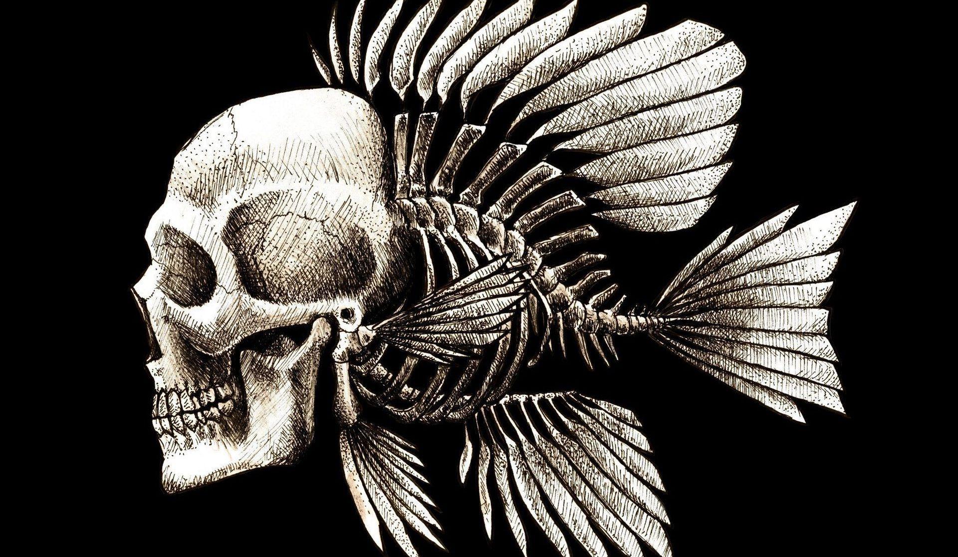1920x1116 Skulls Humor Fish Artwork Charles Darwin Bones Seaman
