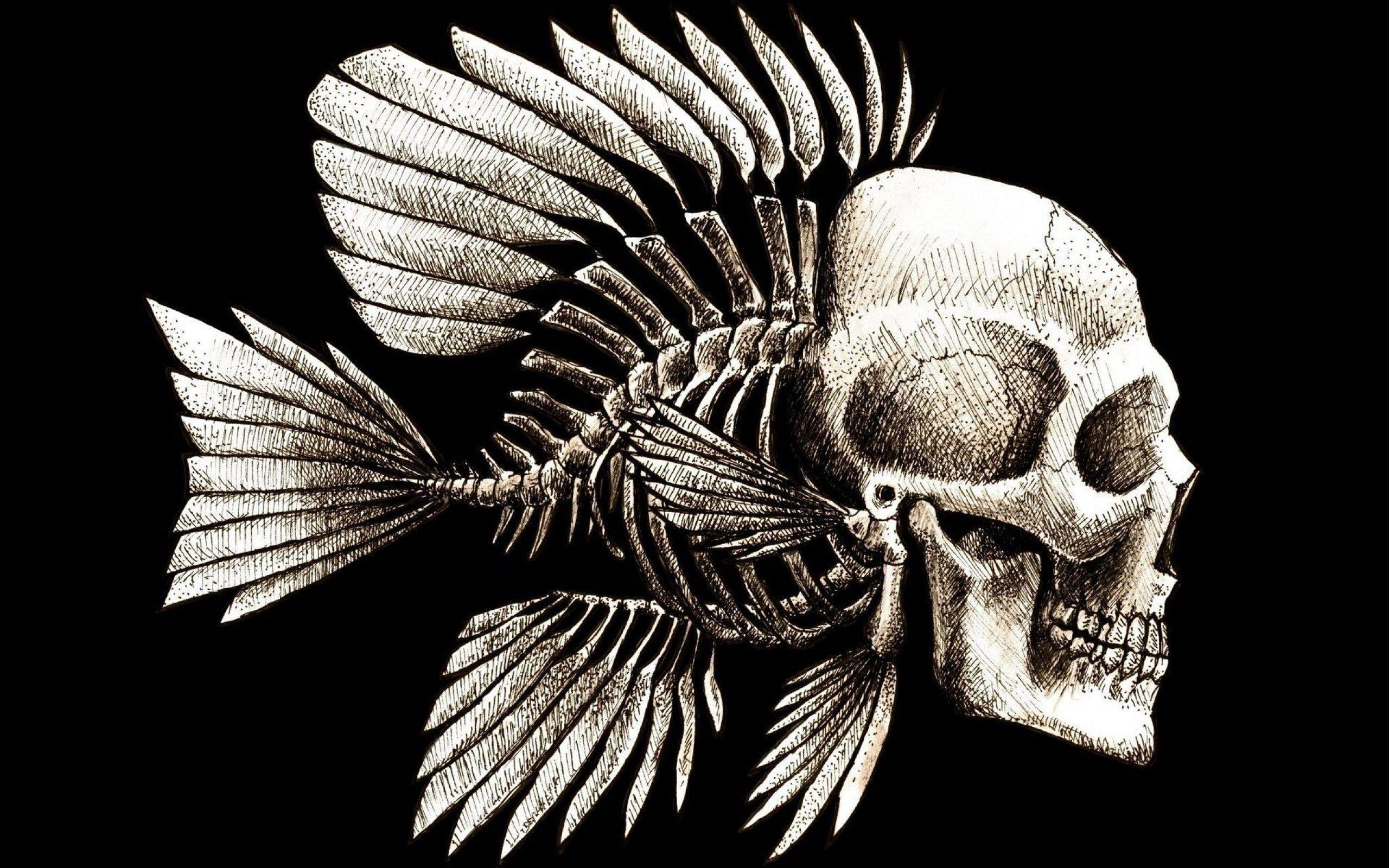 2560x1600 skulls, humor, artwork, Charles Darwin, bones, seaman