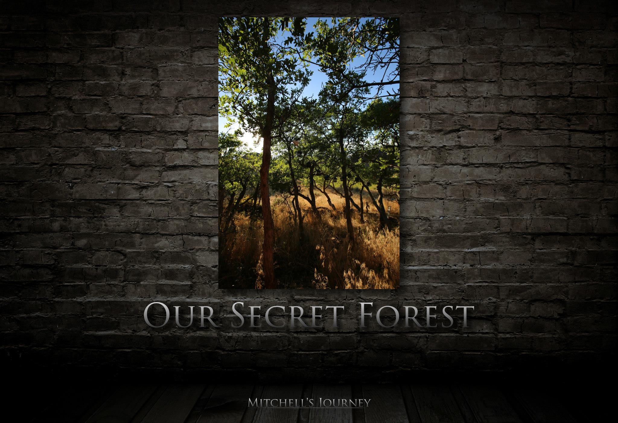 2048x1402 SECRET FOREST (at night) *