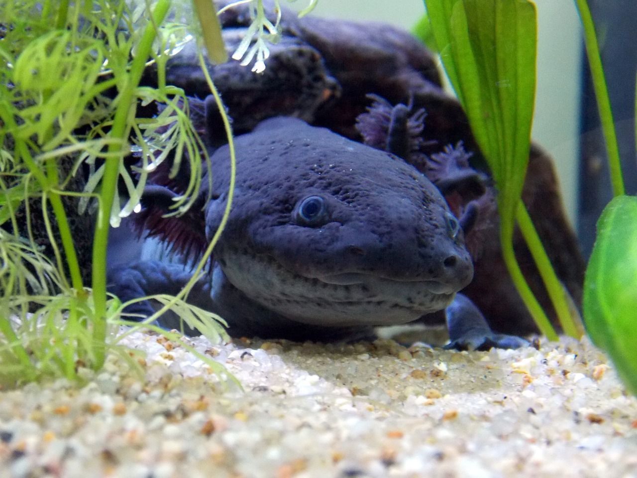 1280x960 Free Mexicanum & Axolotl Image