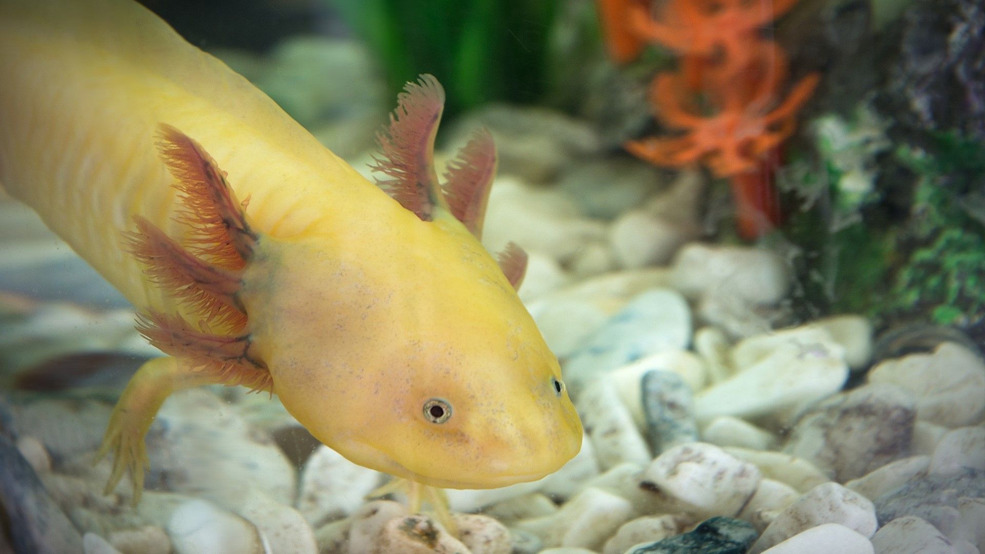1920x1080 Axolotl (Ambystoma mexicanum)