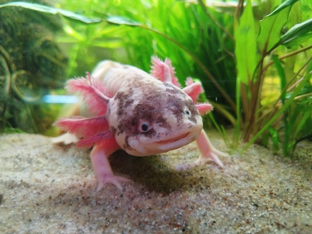 1024x768 Mexican Axolotl Ambystoma mexicanum