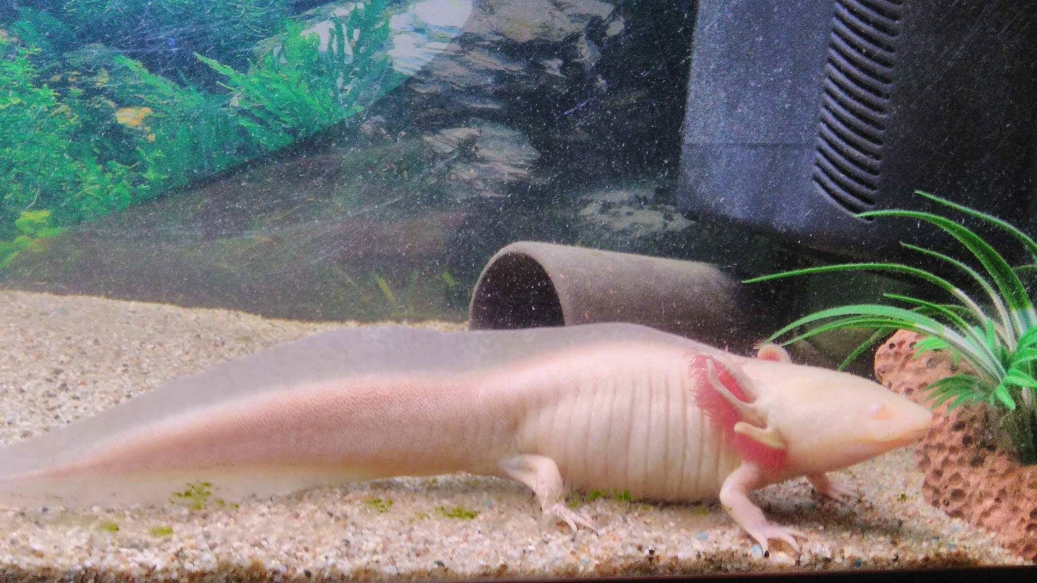 2048x1152 Ambystoma mexicanum