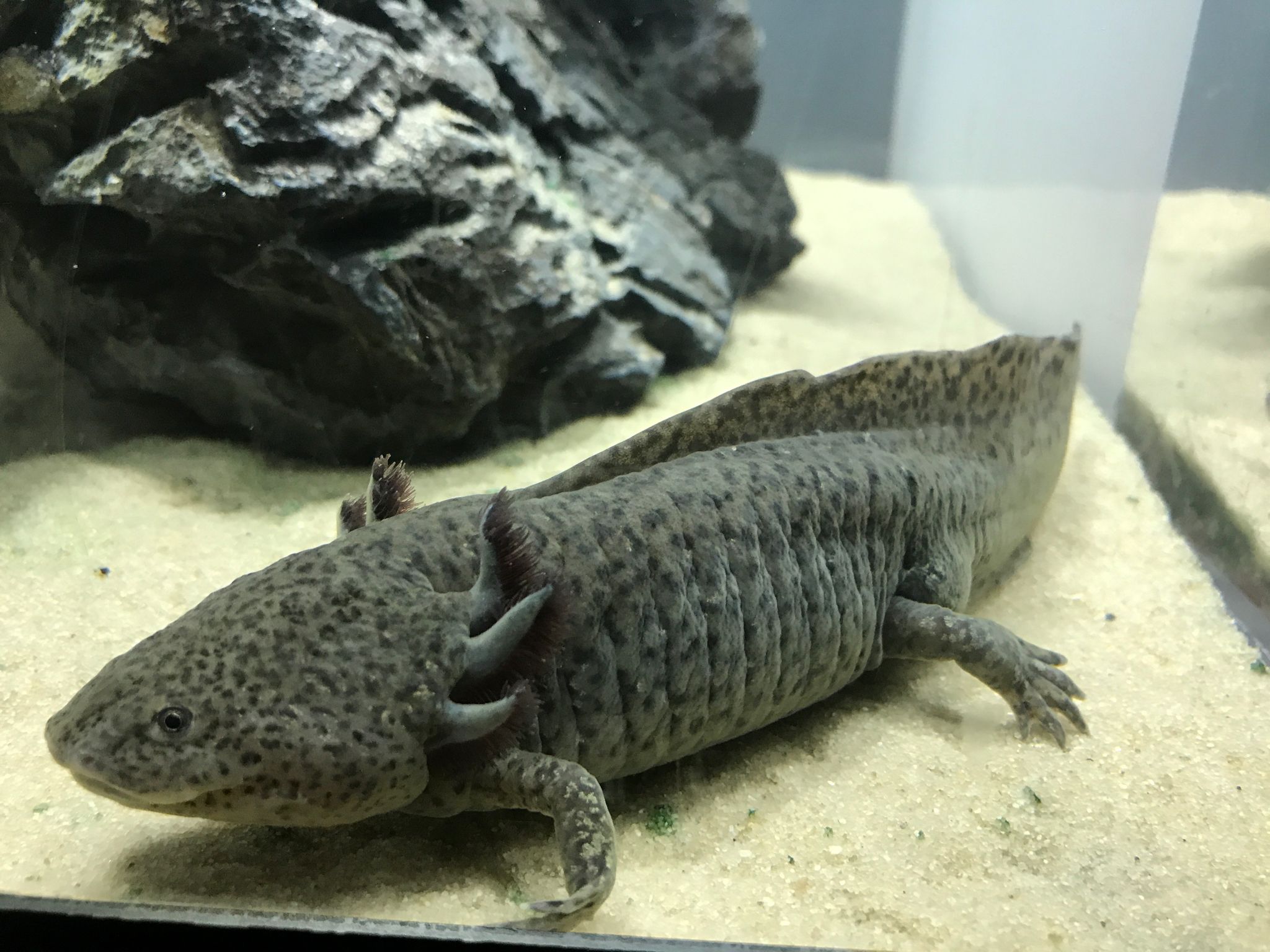 2048x1536 Axolotl (Ambystoma mexicanum) · iNaturalist