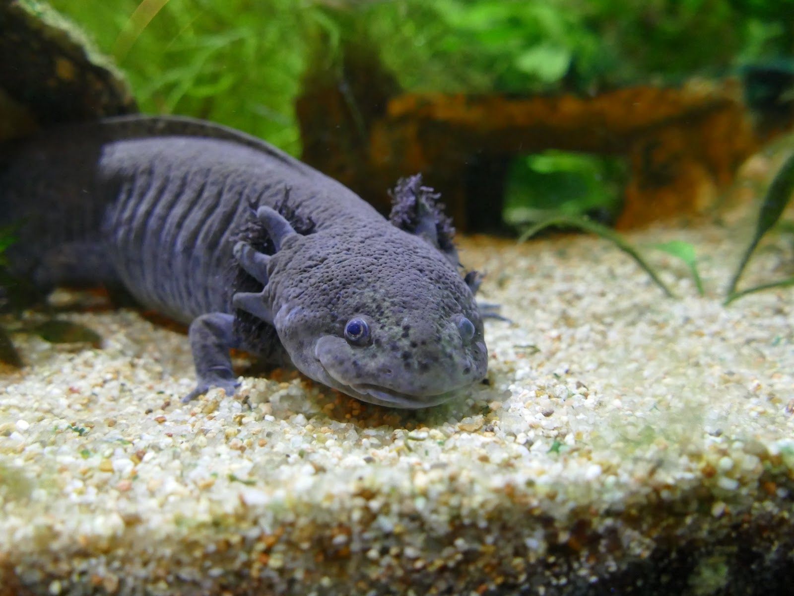 1600x1200 My female Axolotls Ambystoma mexicanum