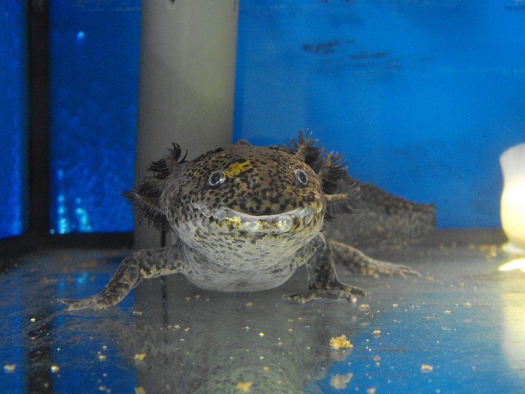 1024x768 Ambystoma Mexicanum Pigmented Wild