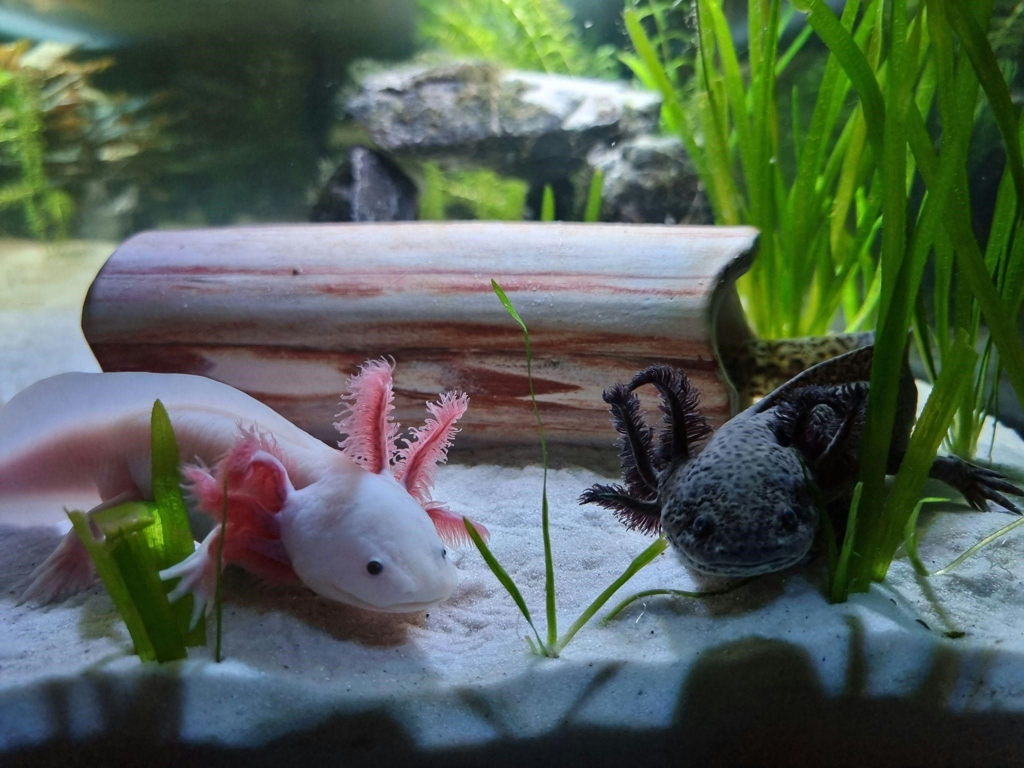 2048x1536 Aquarium Dallas