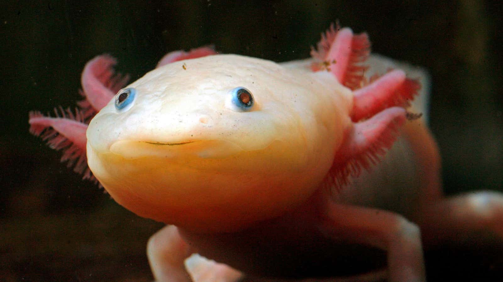 1600x900 The axolotl—nature's miracle healer