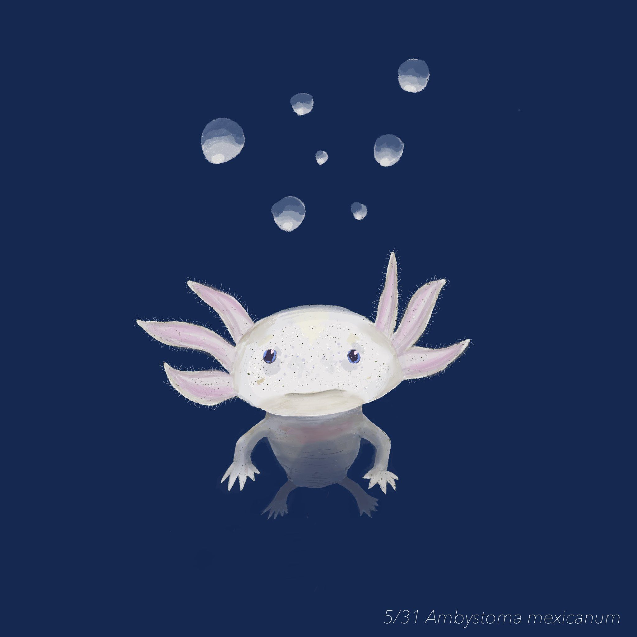 2048x2048 Ambystoma mexicanum Axolotl