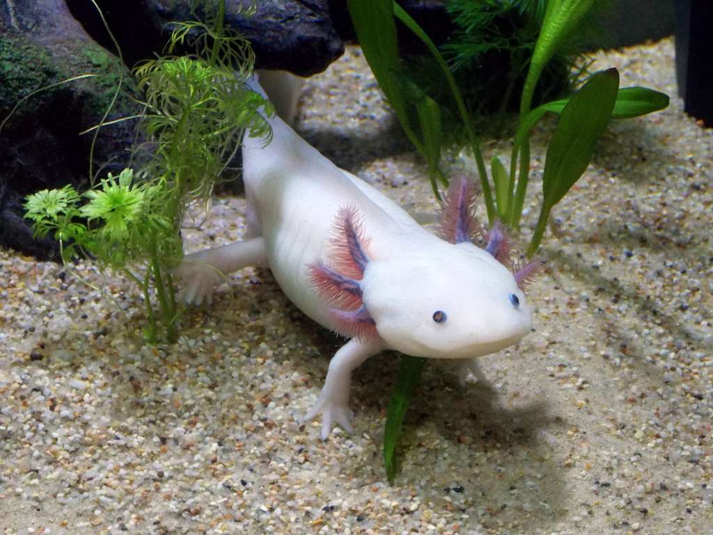 1024x768 Ambystoma mexicanum Image: PICRYL
