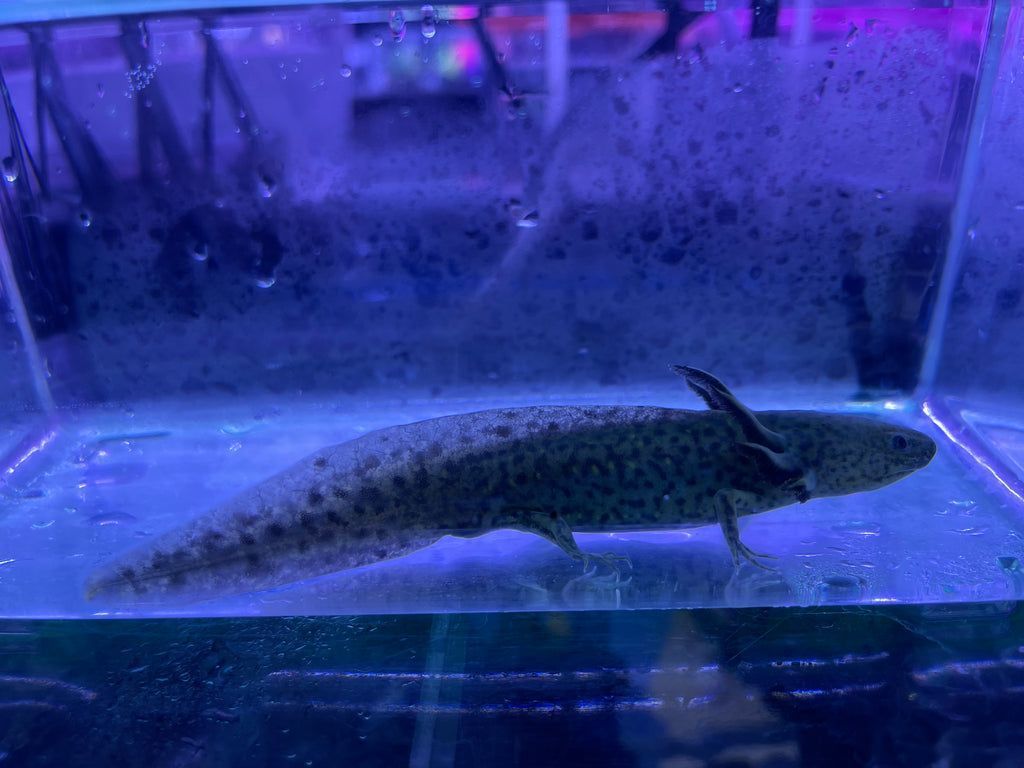 1024x768 Wild Type Axolotl Ambystoma mexicanum