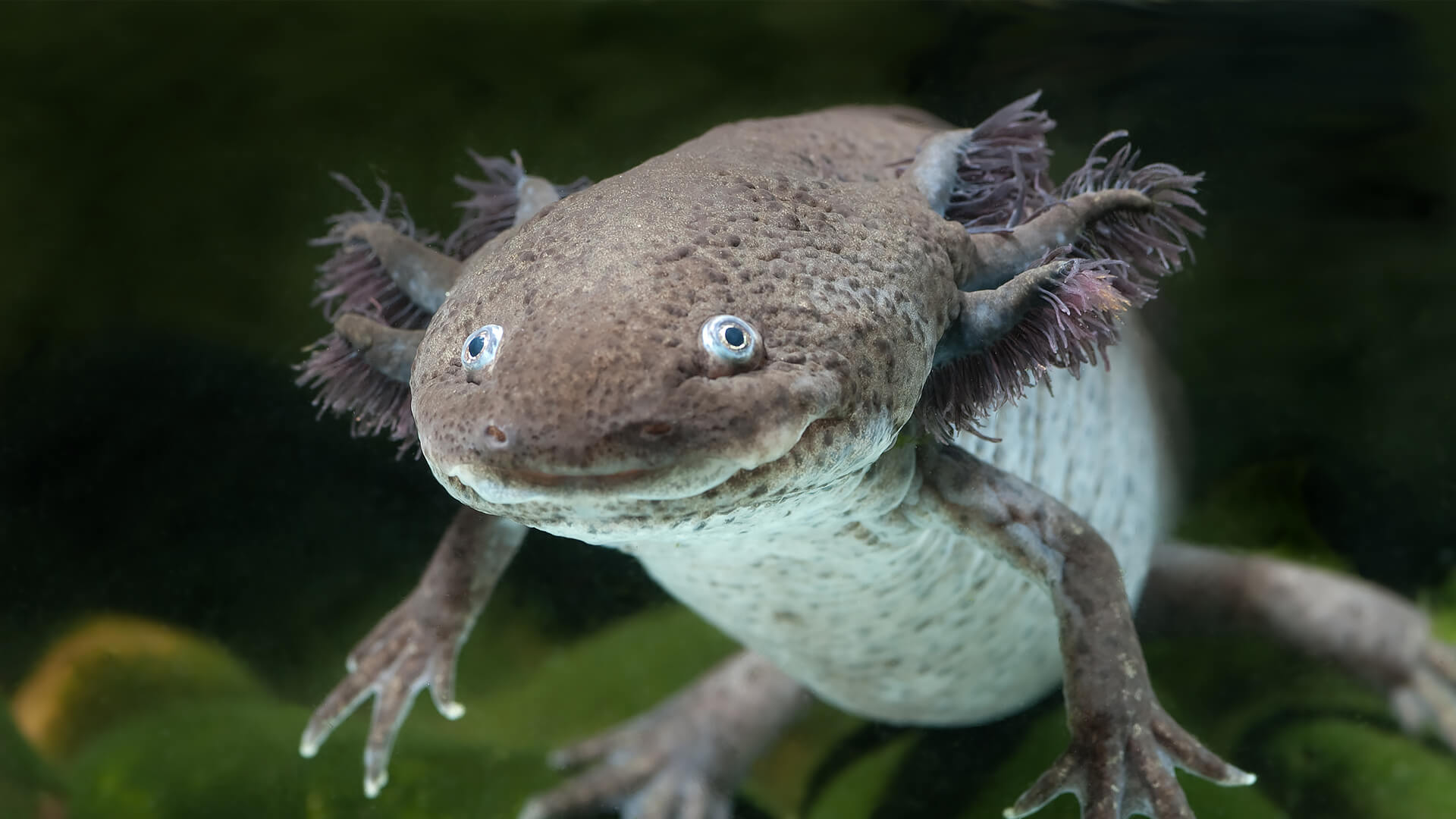 1920x1080 Axolotl. San Diego Zoo Animals & Plants