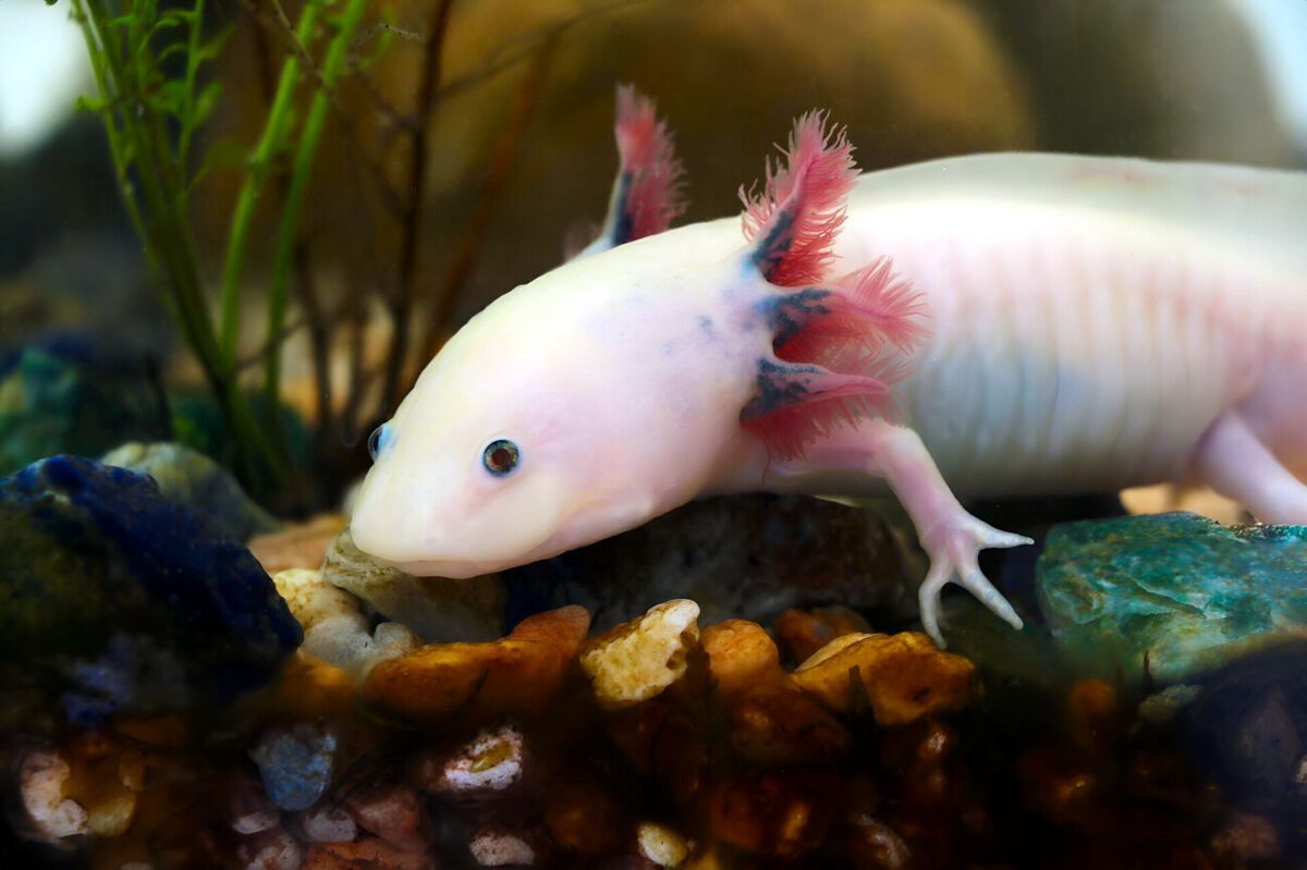 1200x799 Axolotl Ambystoma mexicanum Animal