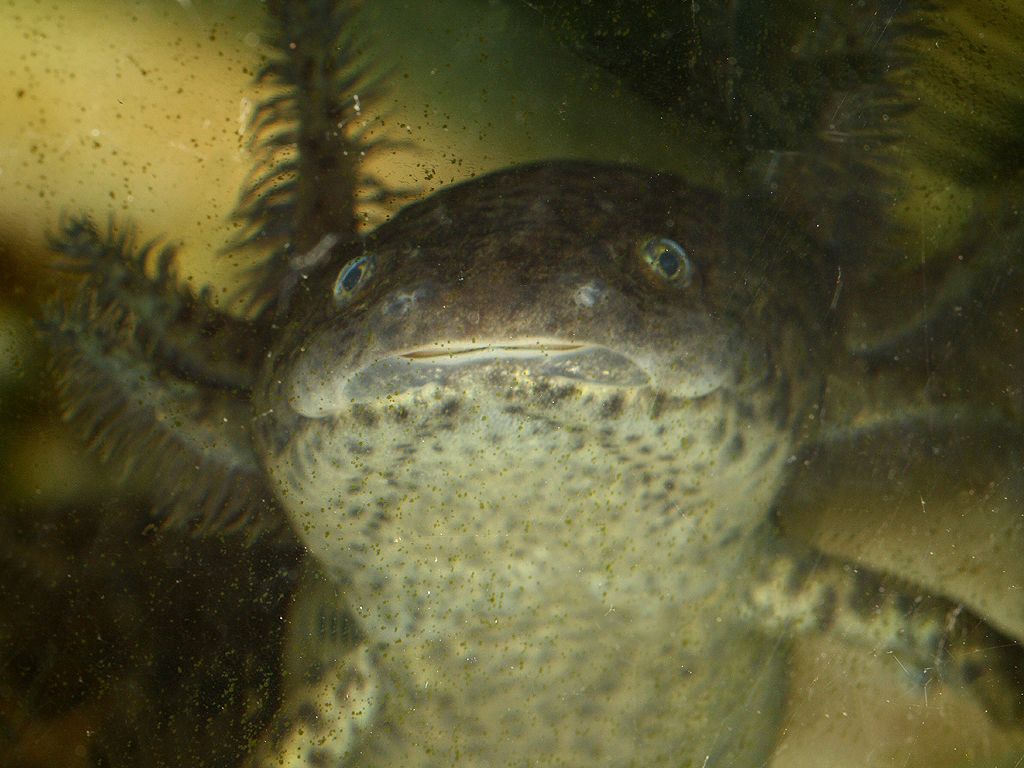 1024x768 Axolotl (Ambystoma mexicanum). Zoo