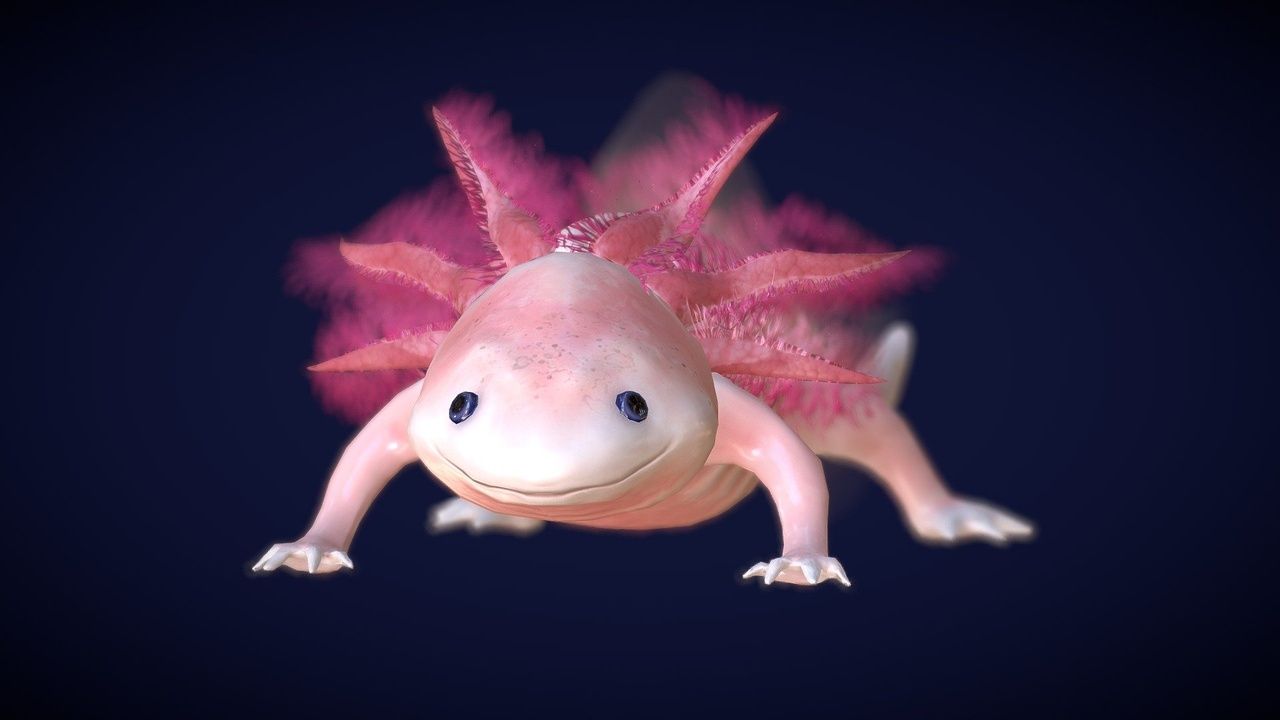 1280x720 Axolotl / Ambystoma Mexicanum